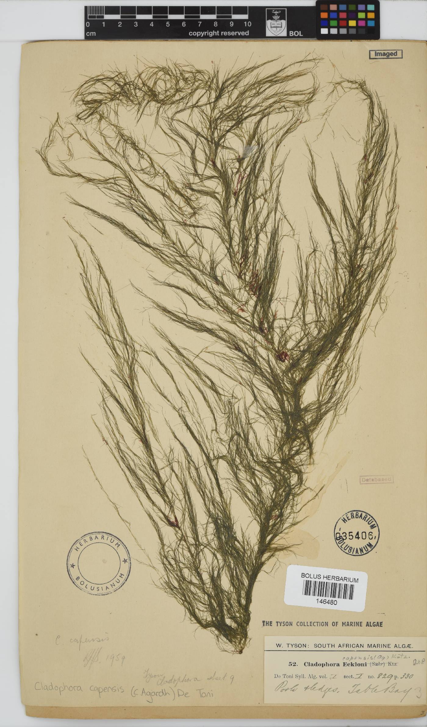 Cladophora capensis image