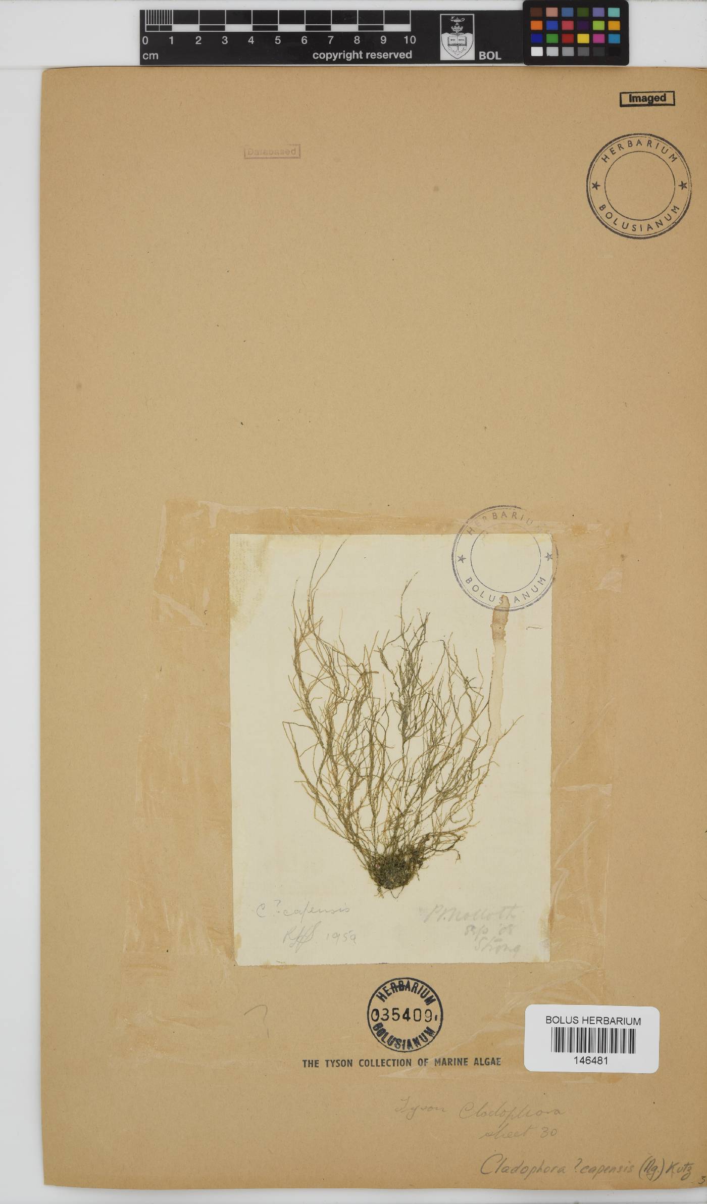 Cladophora capensis image