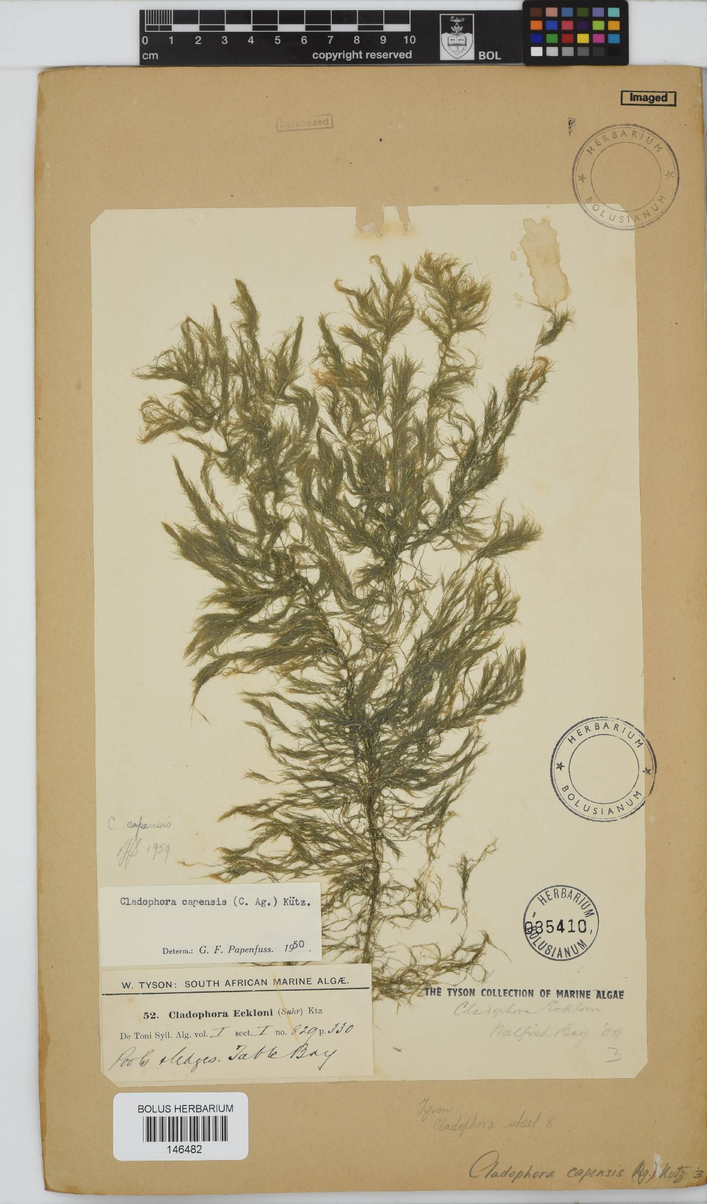 Cladophora capensis image