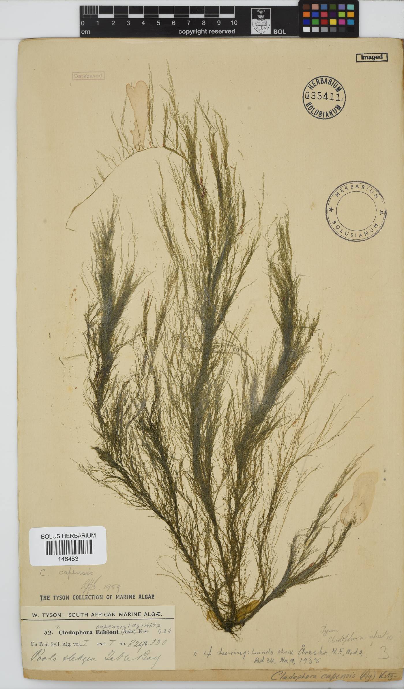 Cladophora capensis image