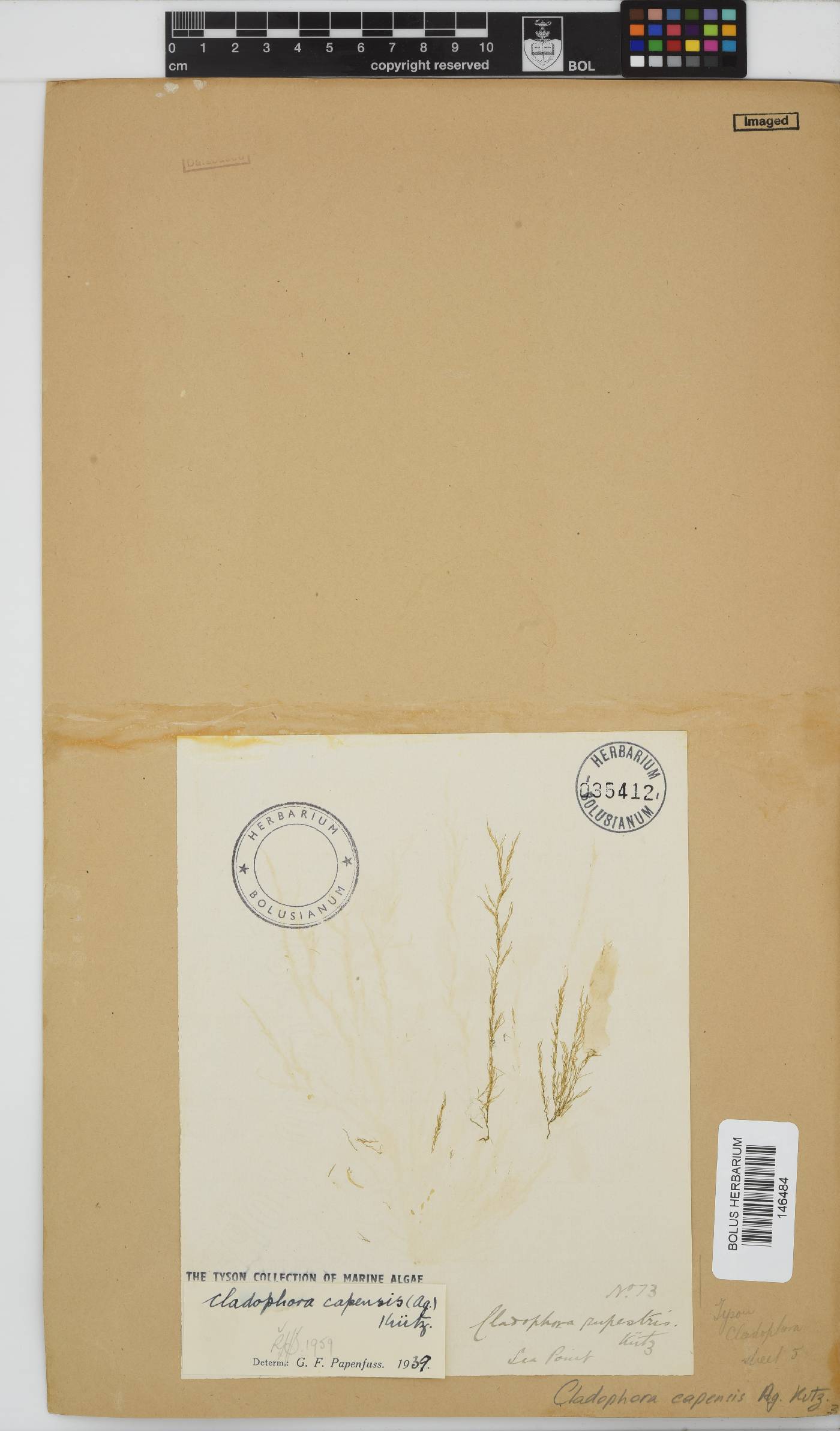 Cladophora capensis image