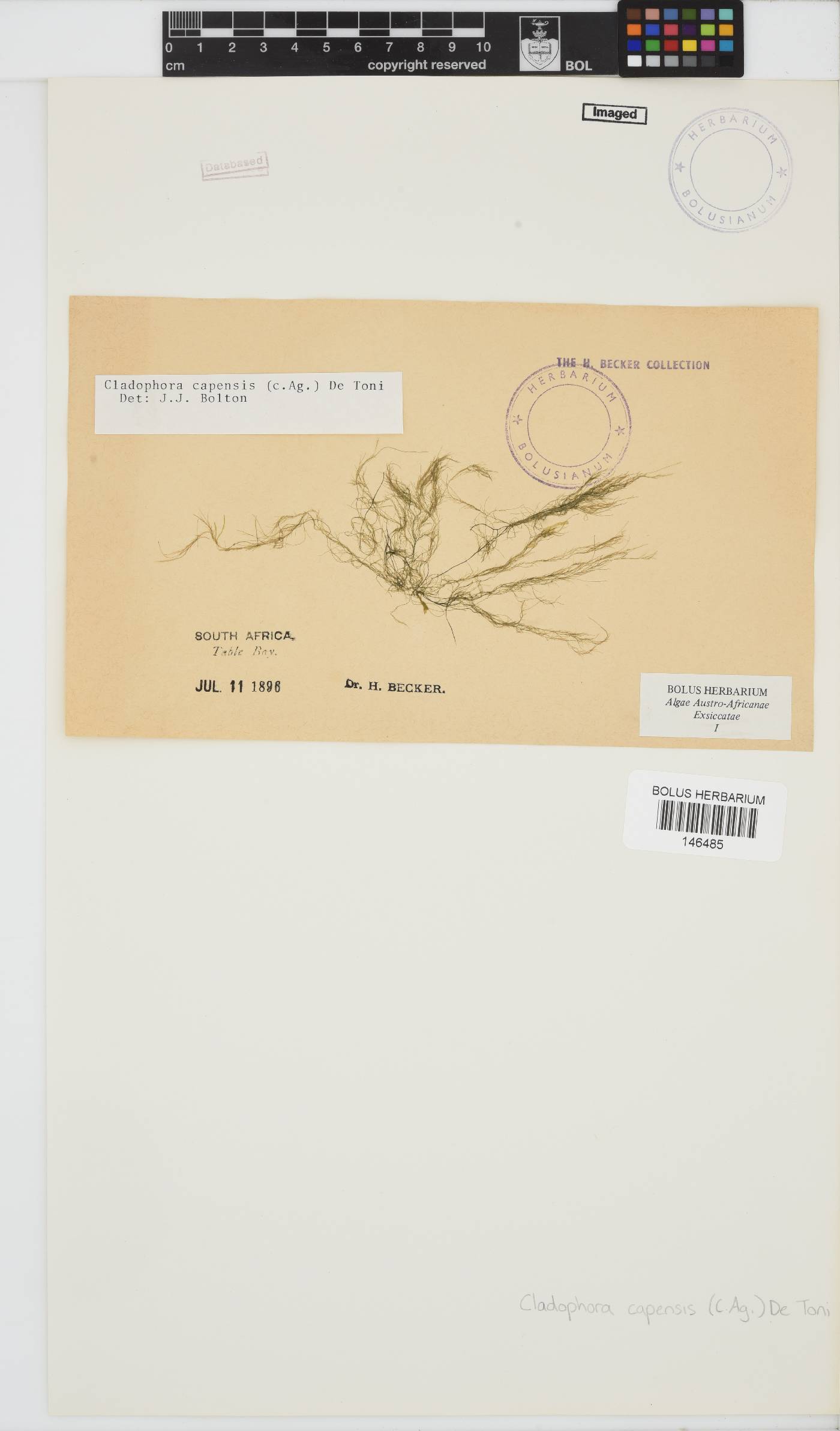 Cladophora capensis image