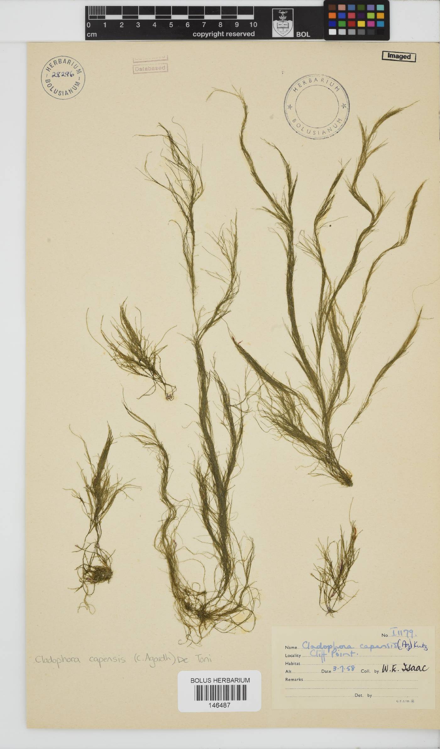 Cladophora capensis image