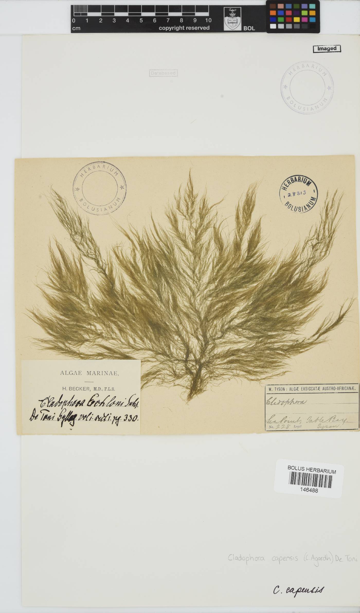 Cladophora image
