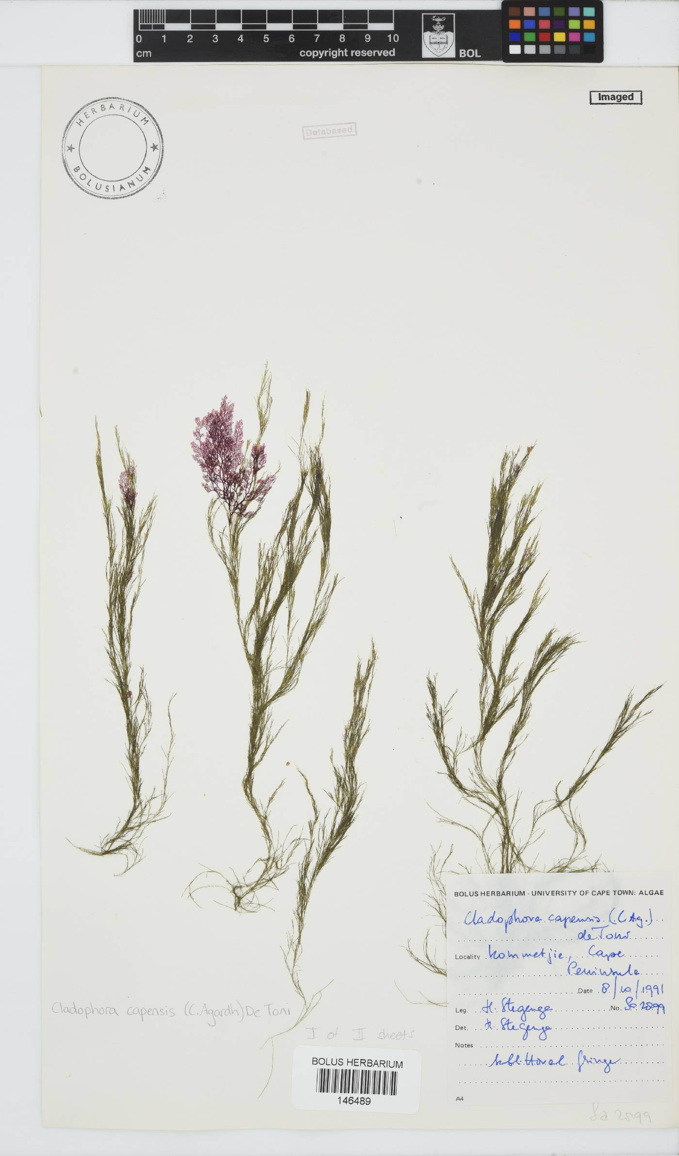 Cladophora image