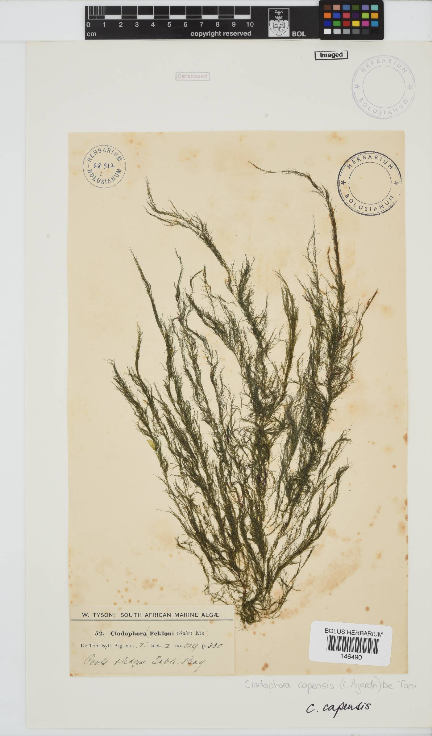 Cladophora capensis image