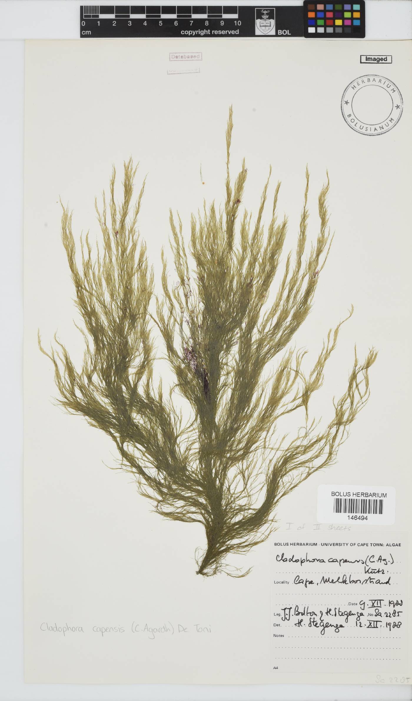 Cladophora capensis image