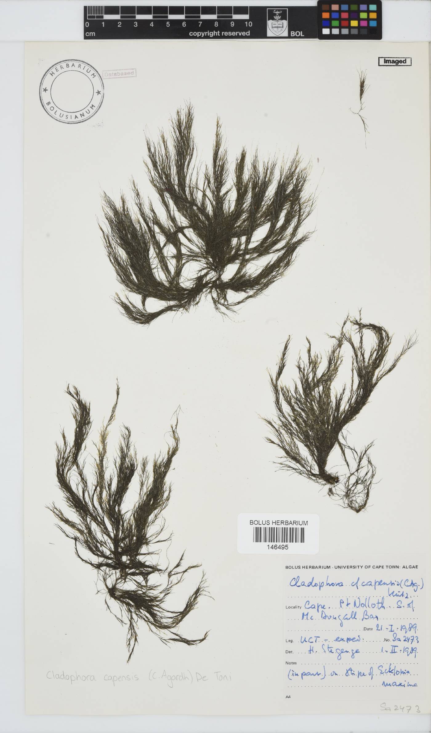 Cladophora capensis image