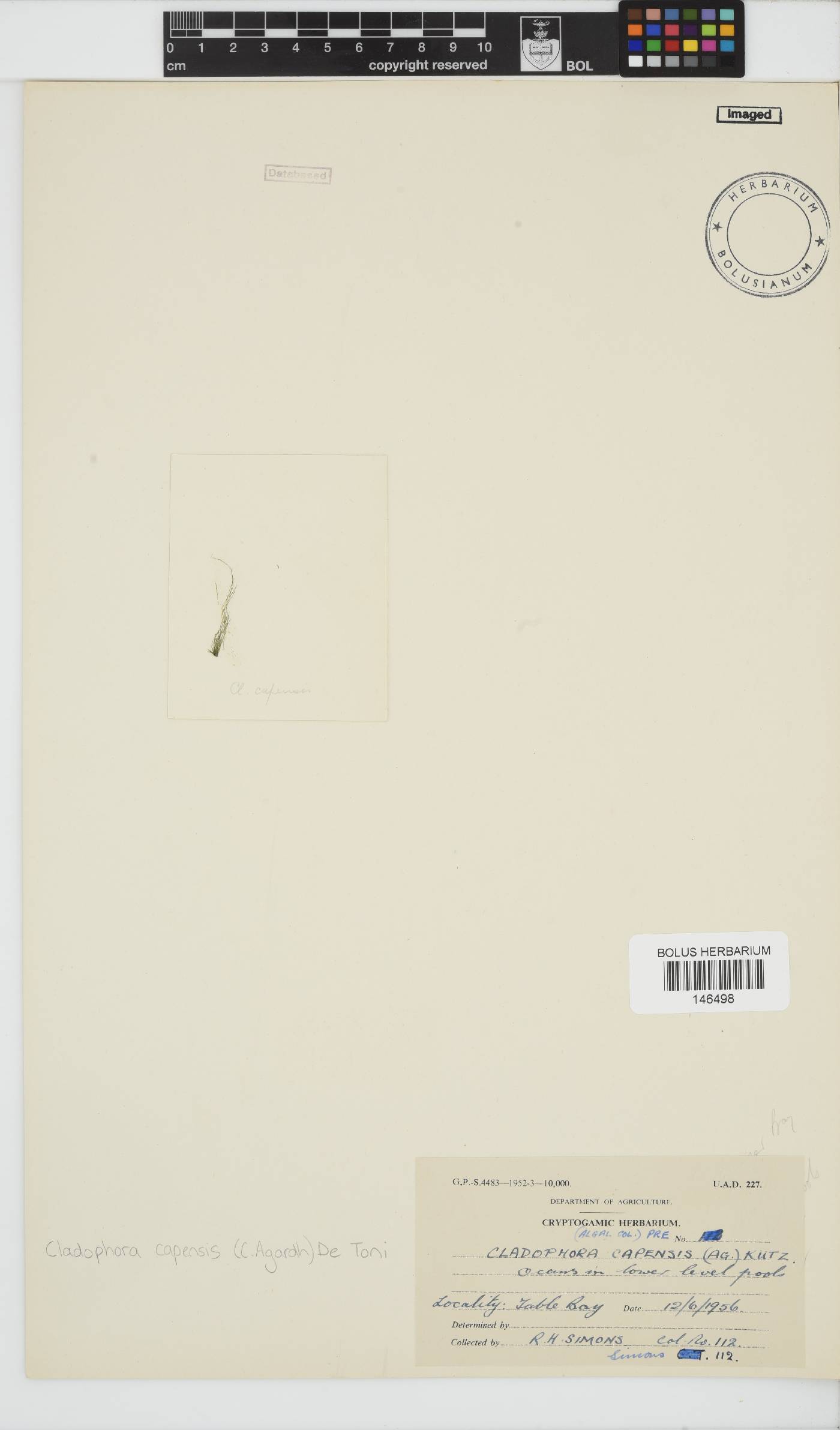Cladophoraceae image