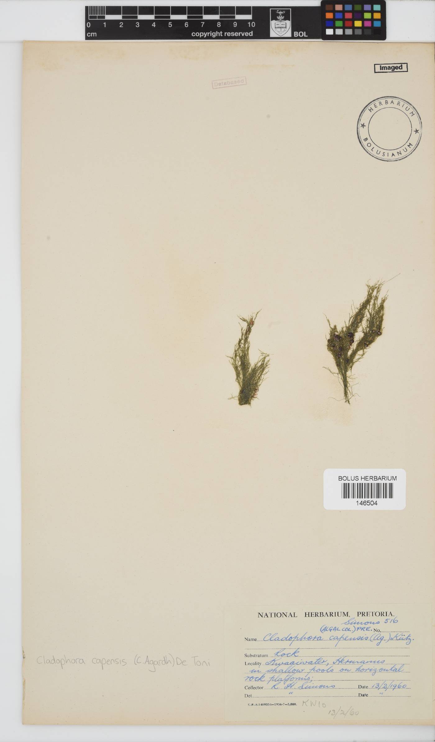 Cladophora capensis image