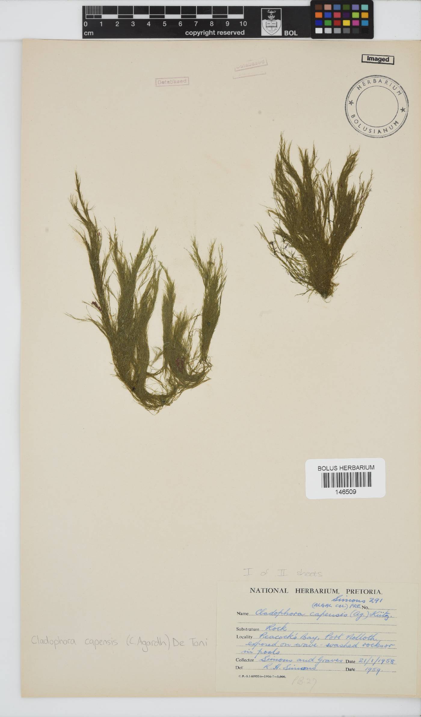 Cladophora image