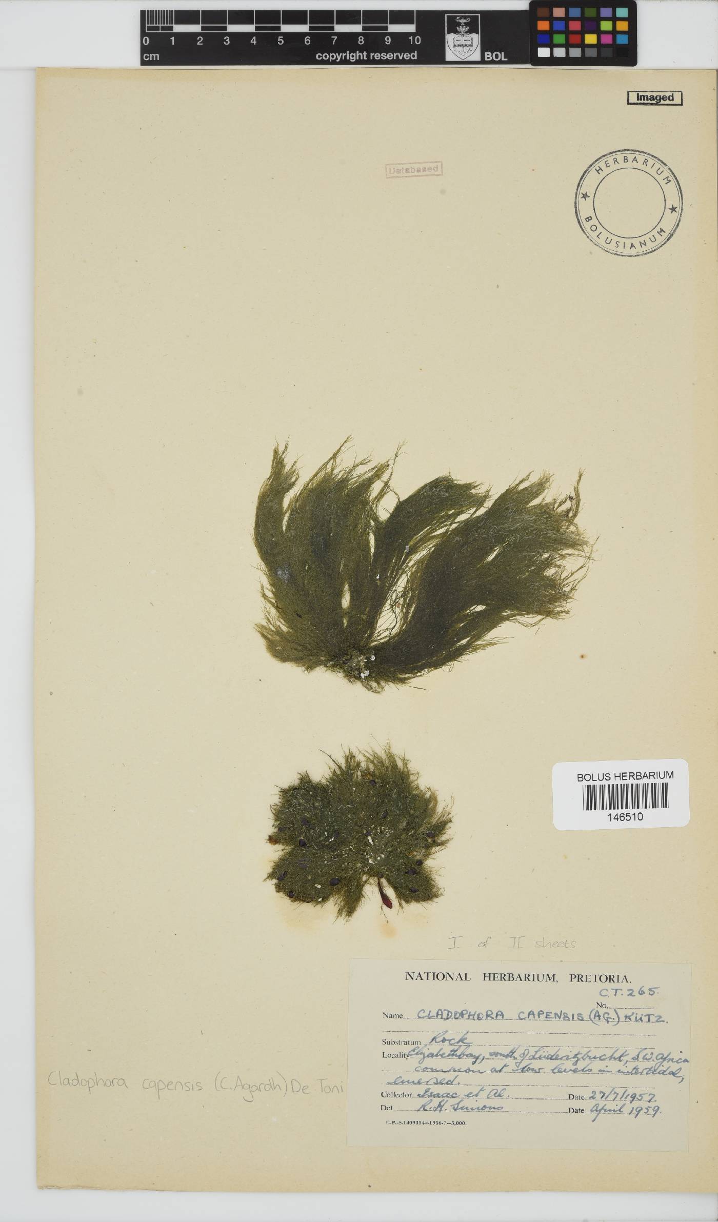 Cladophora capensis image