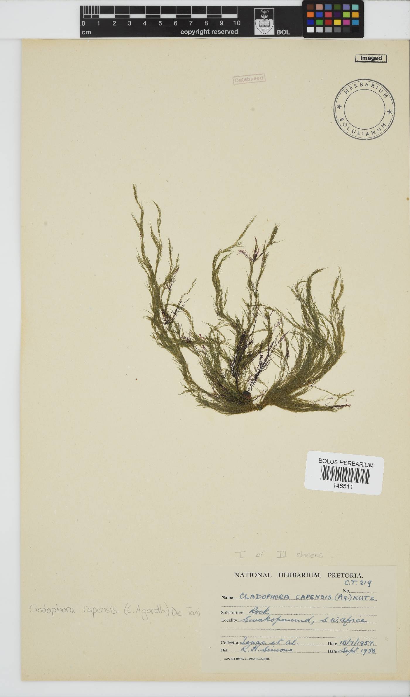 Cladophora capensis image