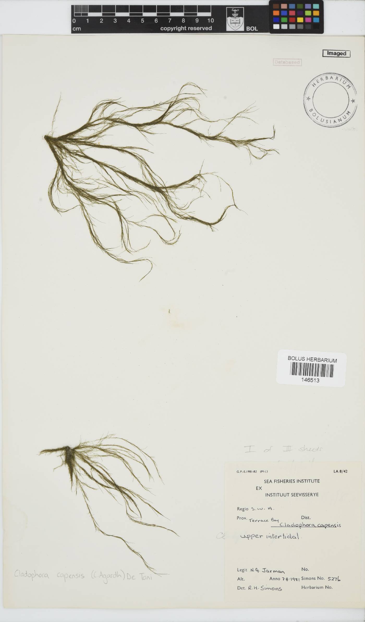 Cladophora capensis image
