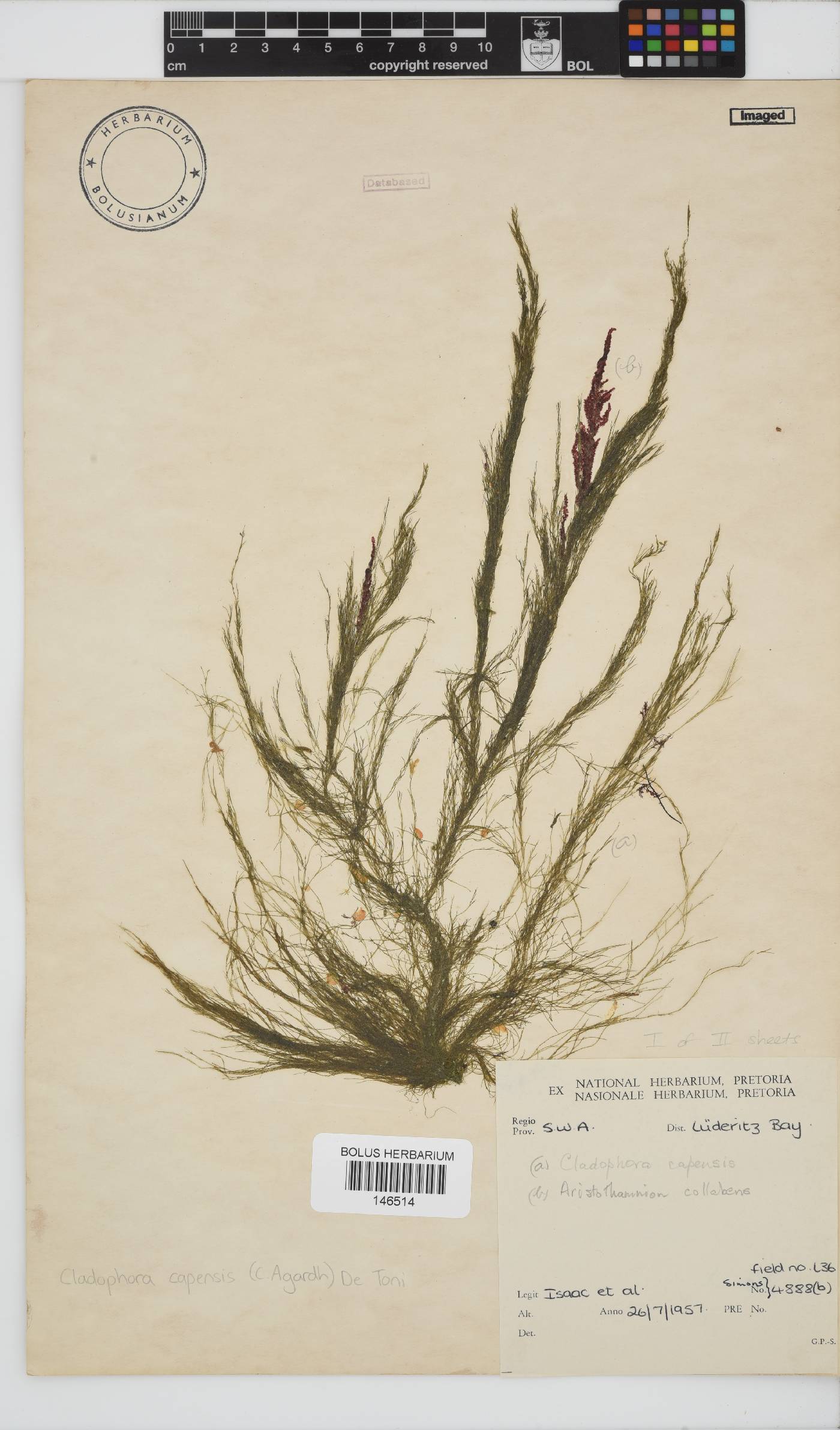 Cladophora capensis image