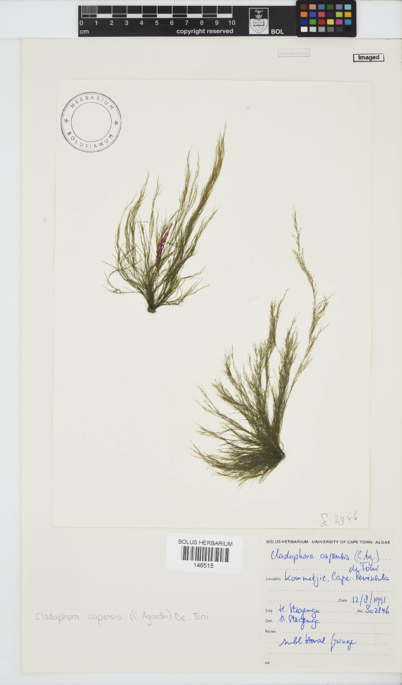 Cladophora capensis image