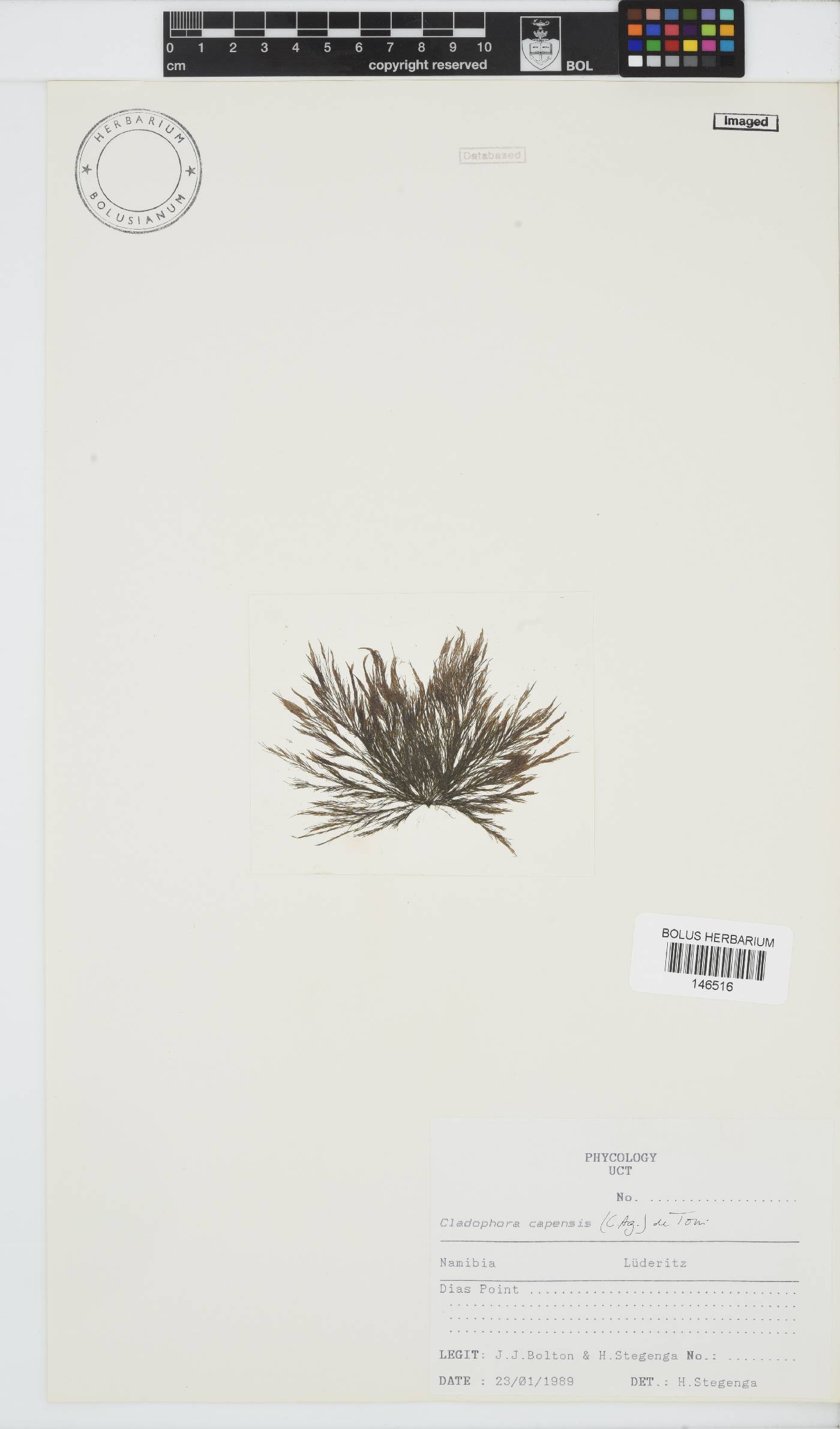 Cladophora capensis image