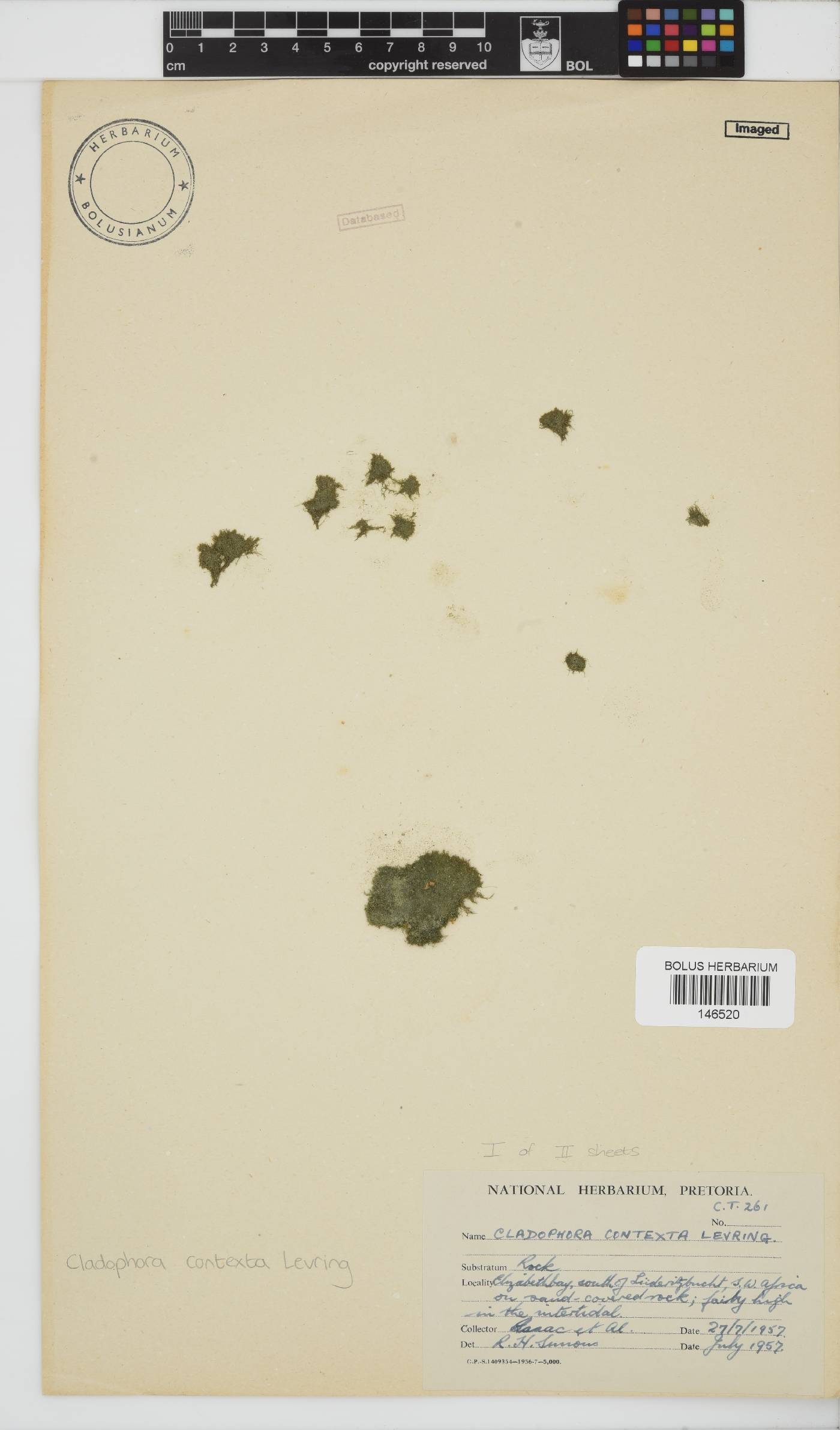 Cladophora contexta image