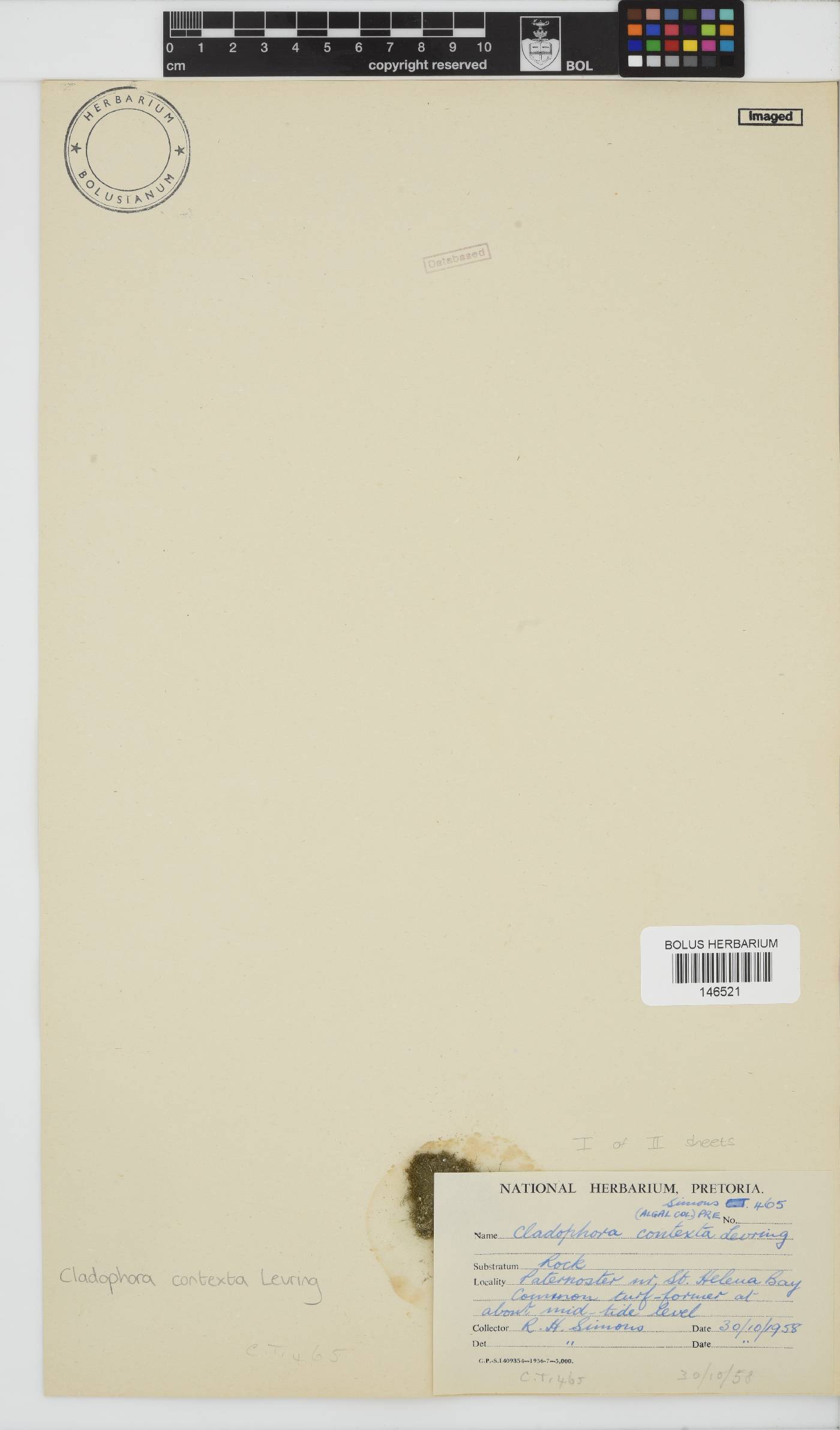 Cladophora contexta image