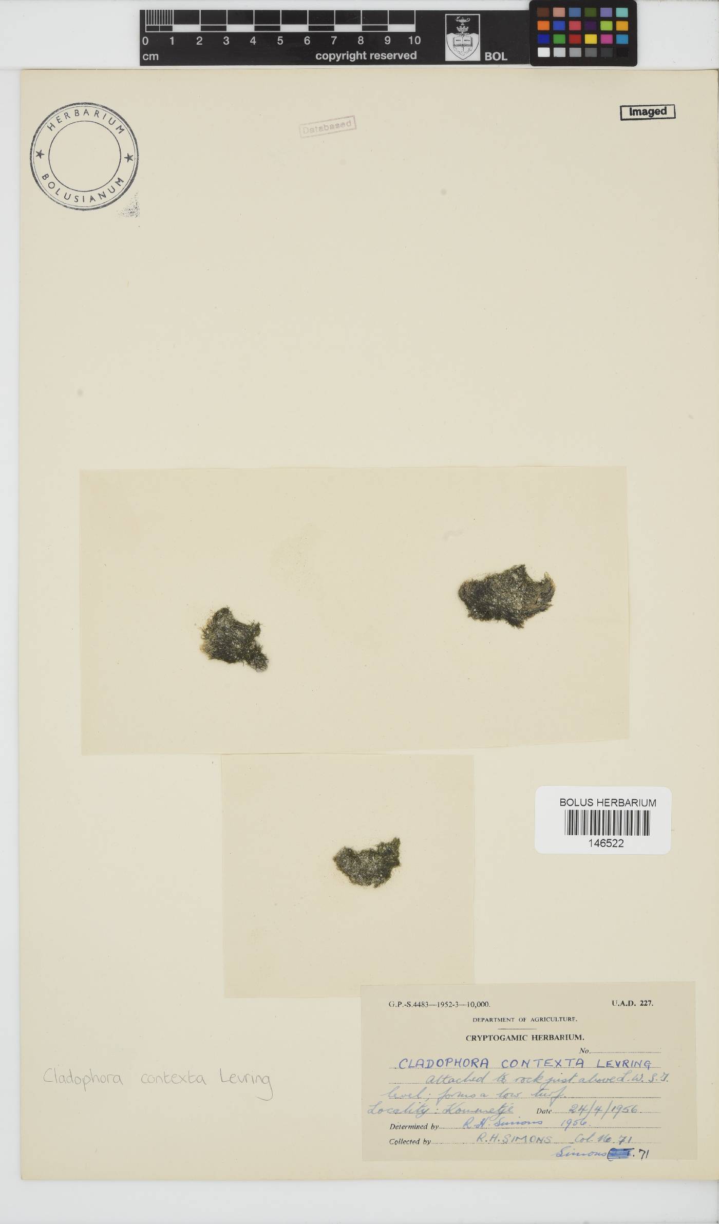 Cladophora contexta image