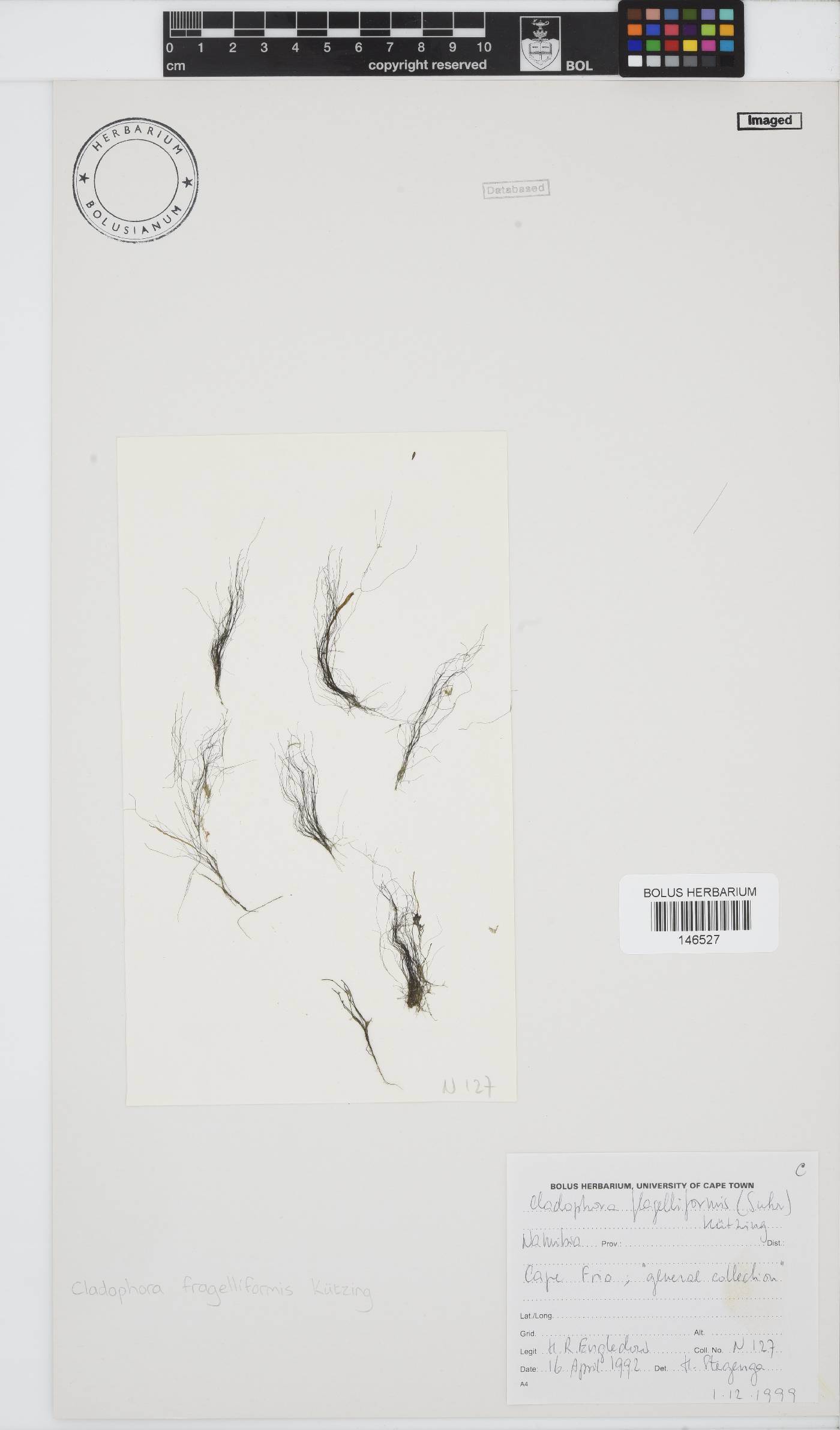 Cladophora flagelliformis image