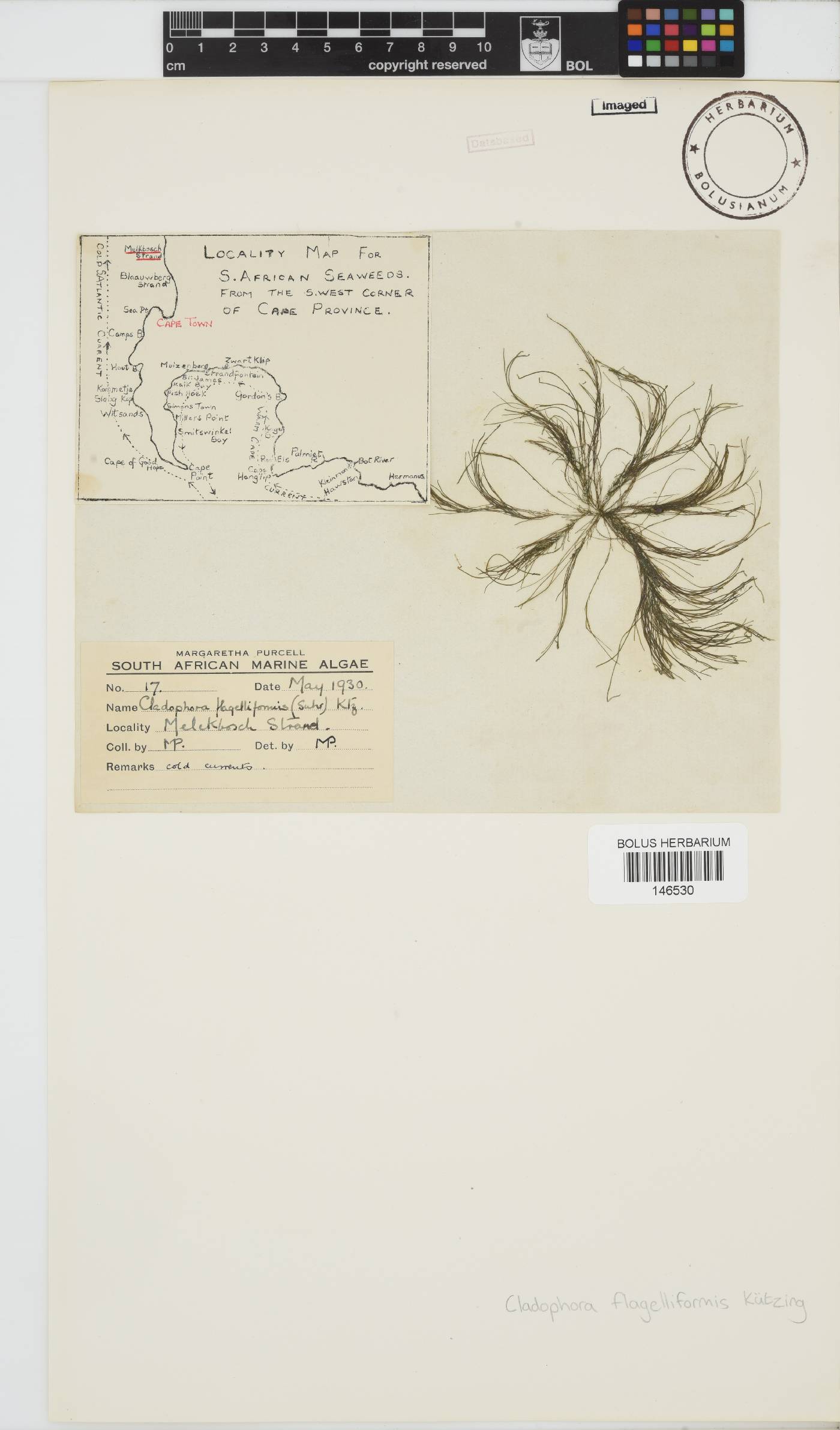 Cladophora flagelliformis image