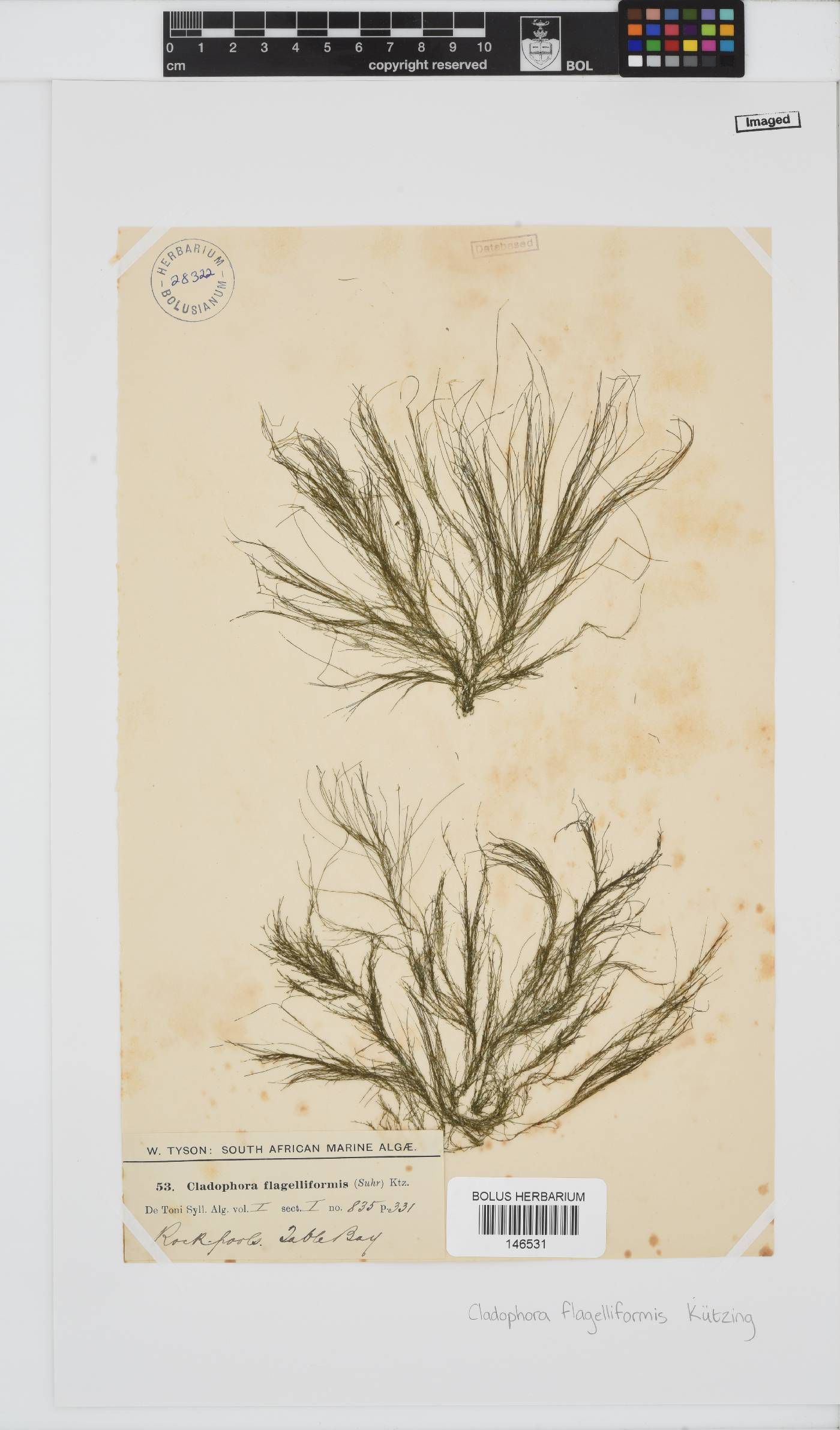 Cladophora flagelliformis image