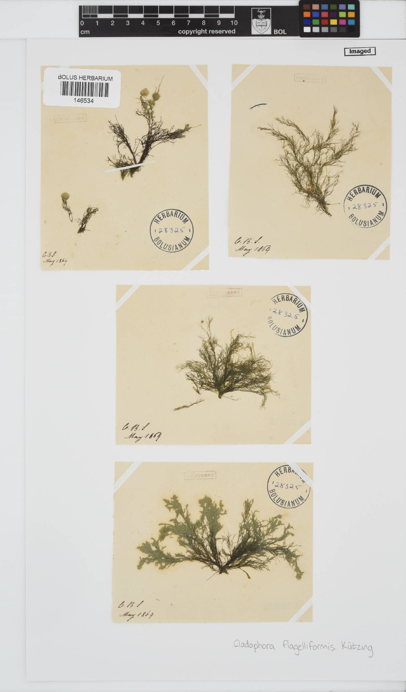 Cladophora flagelliformis image