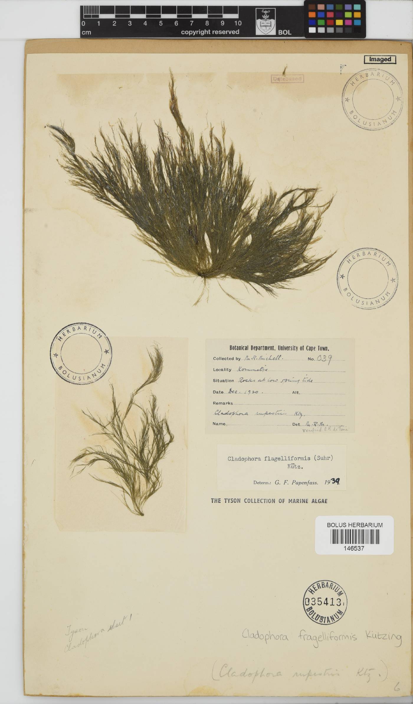Cladophora flagelliformis image