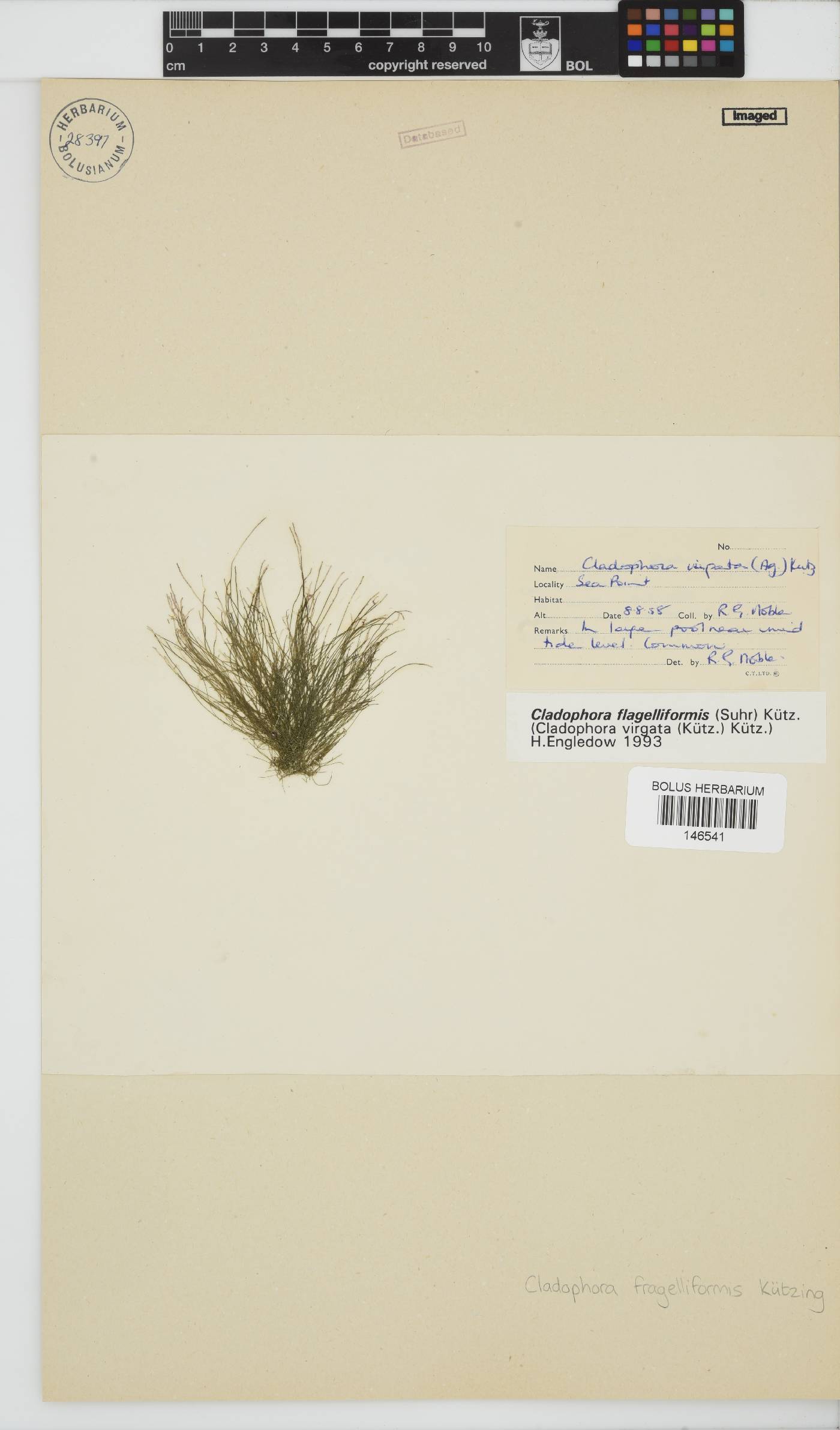 Cladophora flagelliformis image