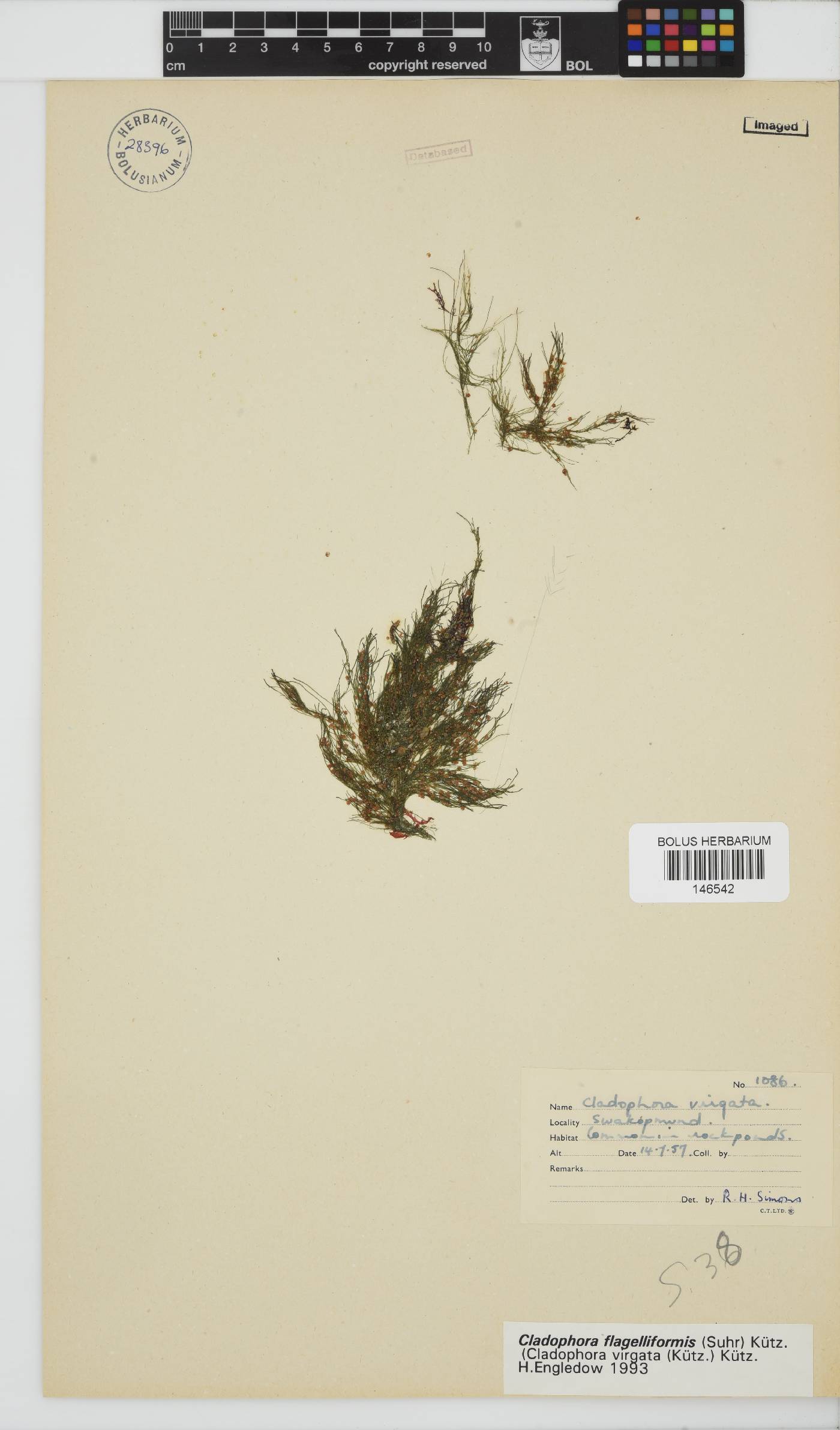 Cladophora flagelliformis image