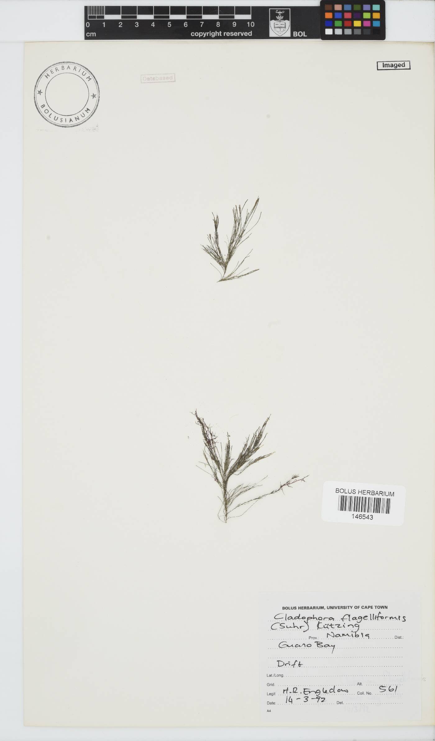 Cladophora flagelliformis image