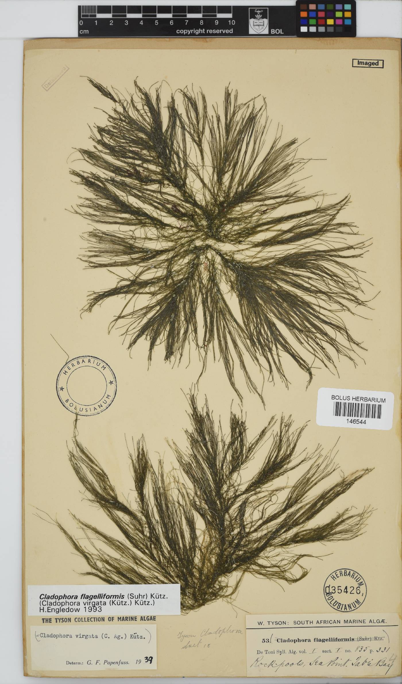 Cladophora flagelliformis image