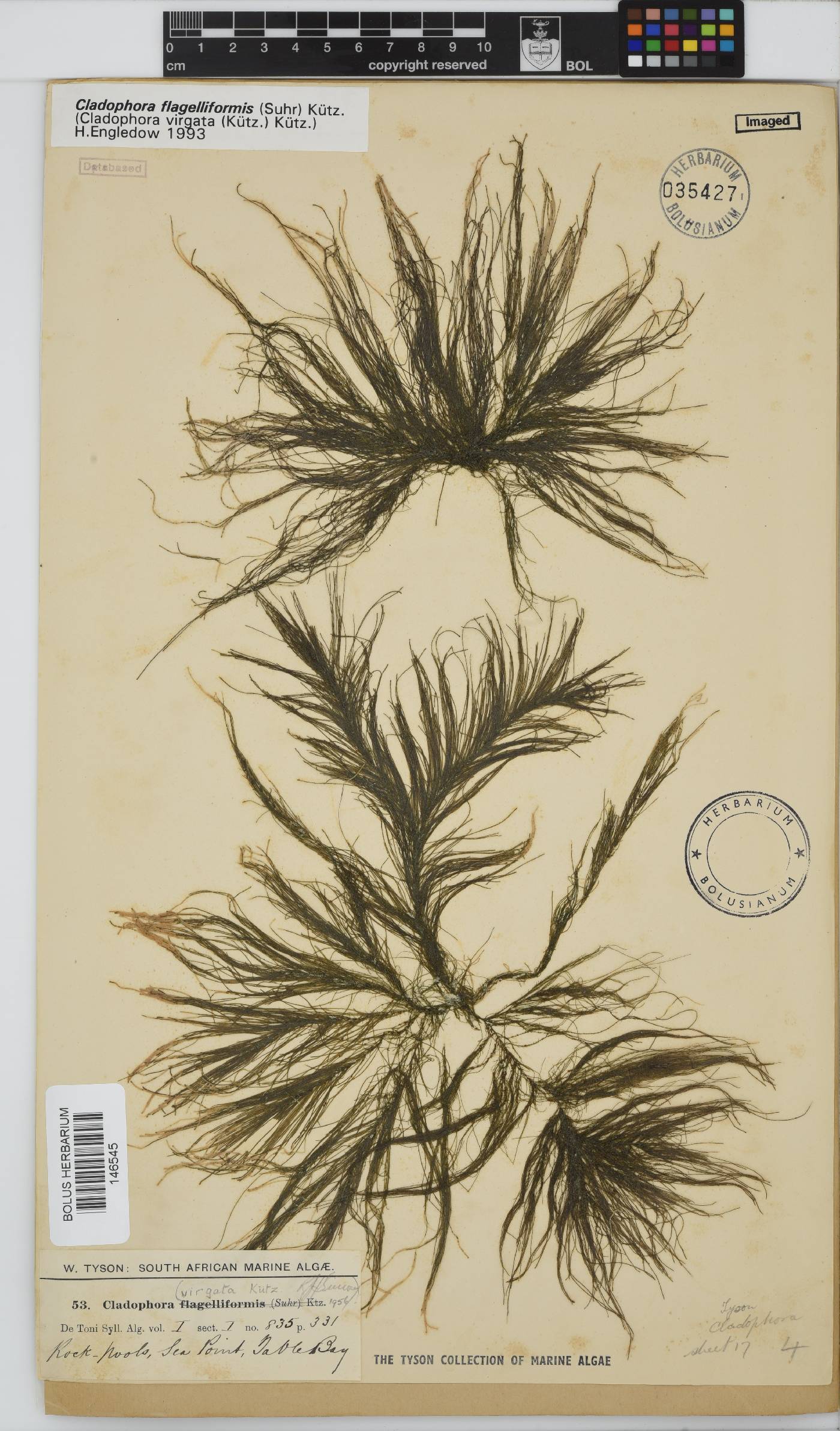 Cladophora flagelliformis image