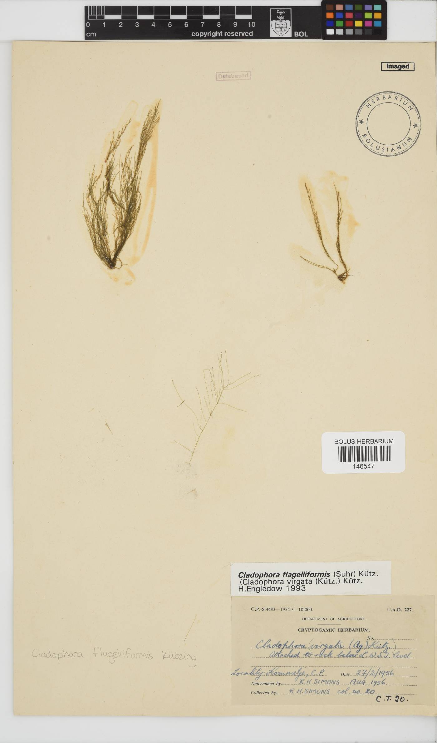 Cladophora flagelliformis image