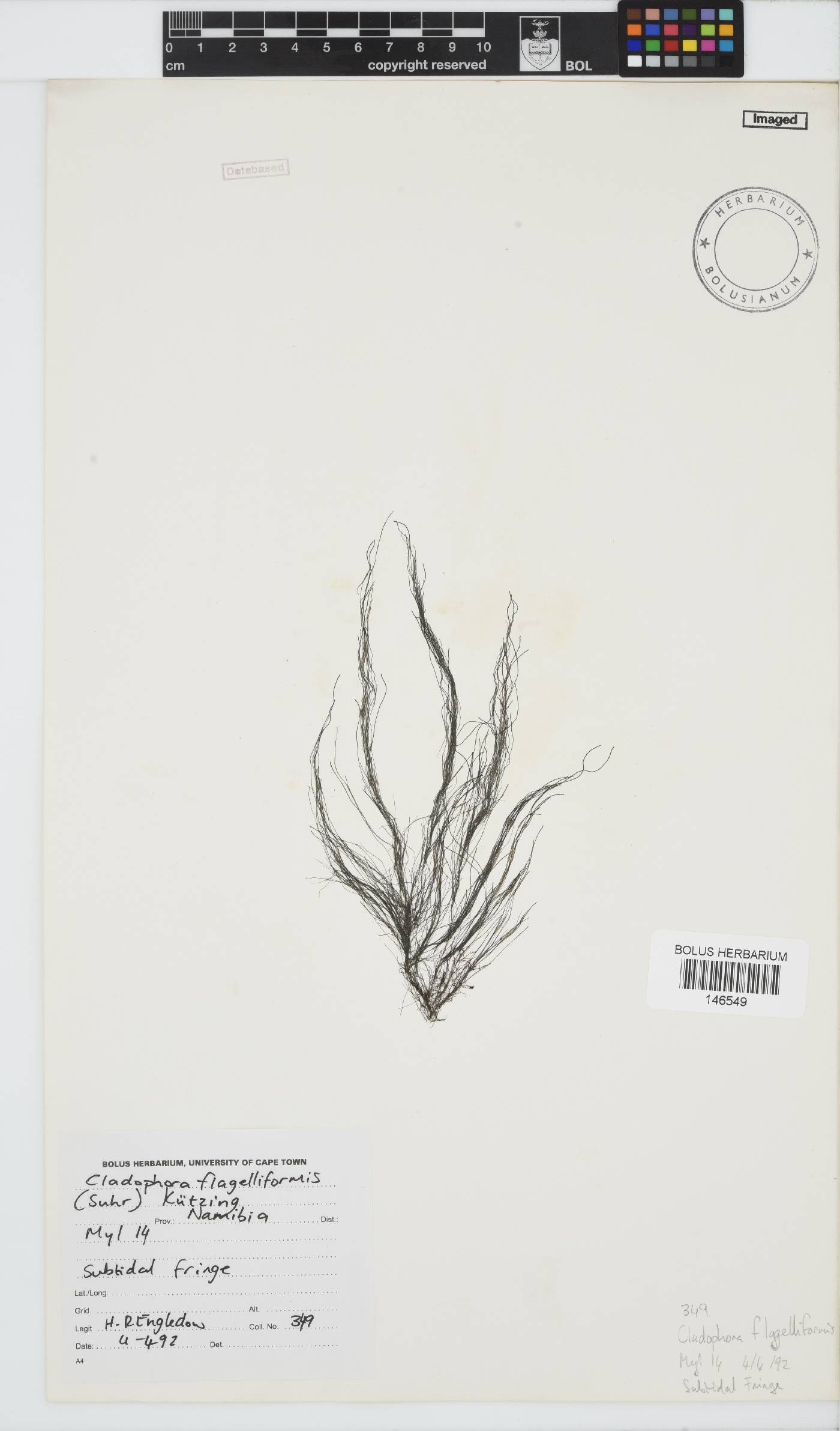 Cladophora flagelliformis image