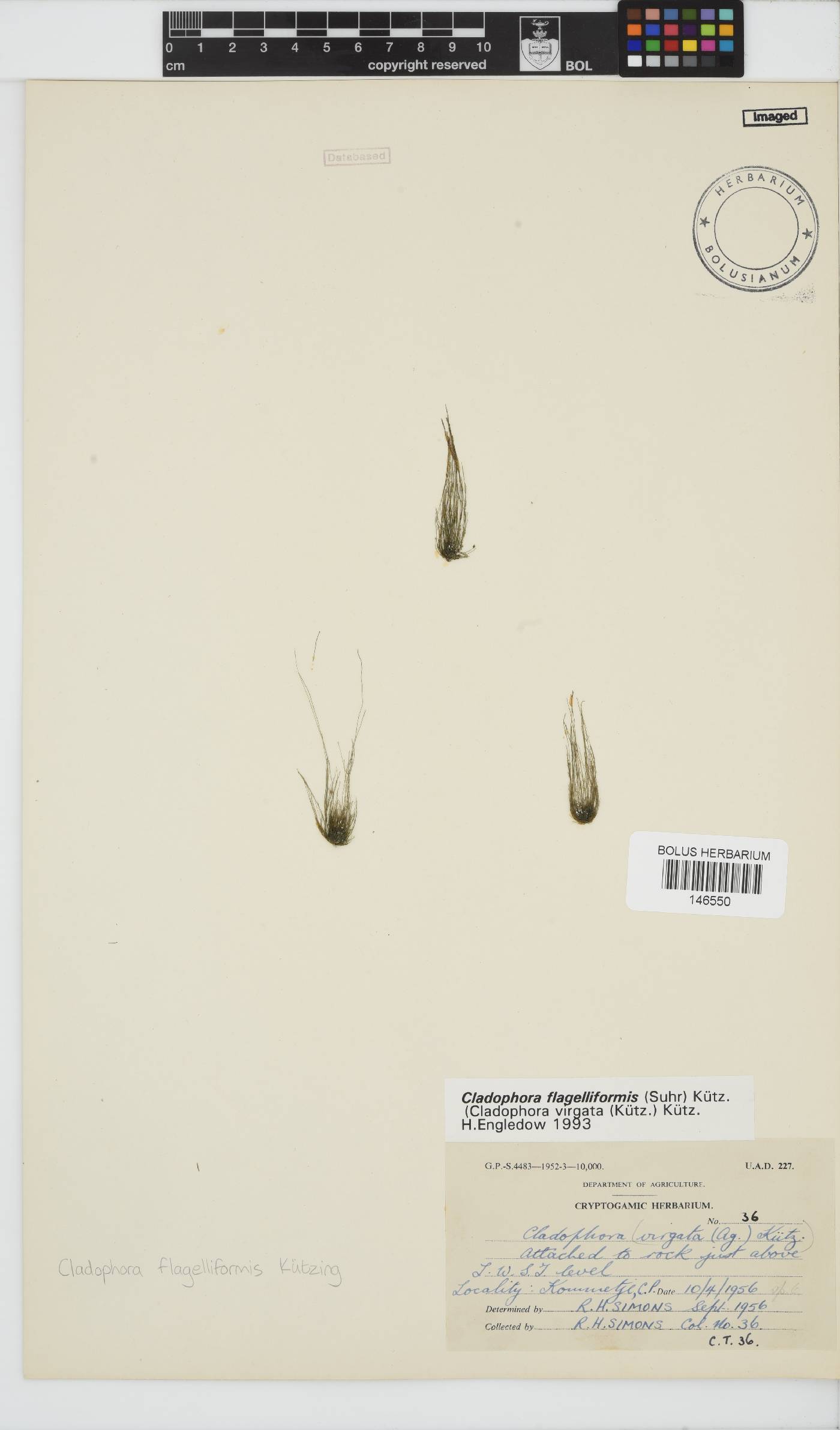 Cladophora flagelliformis image