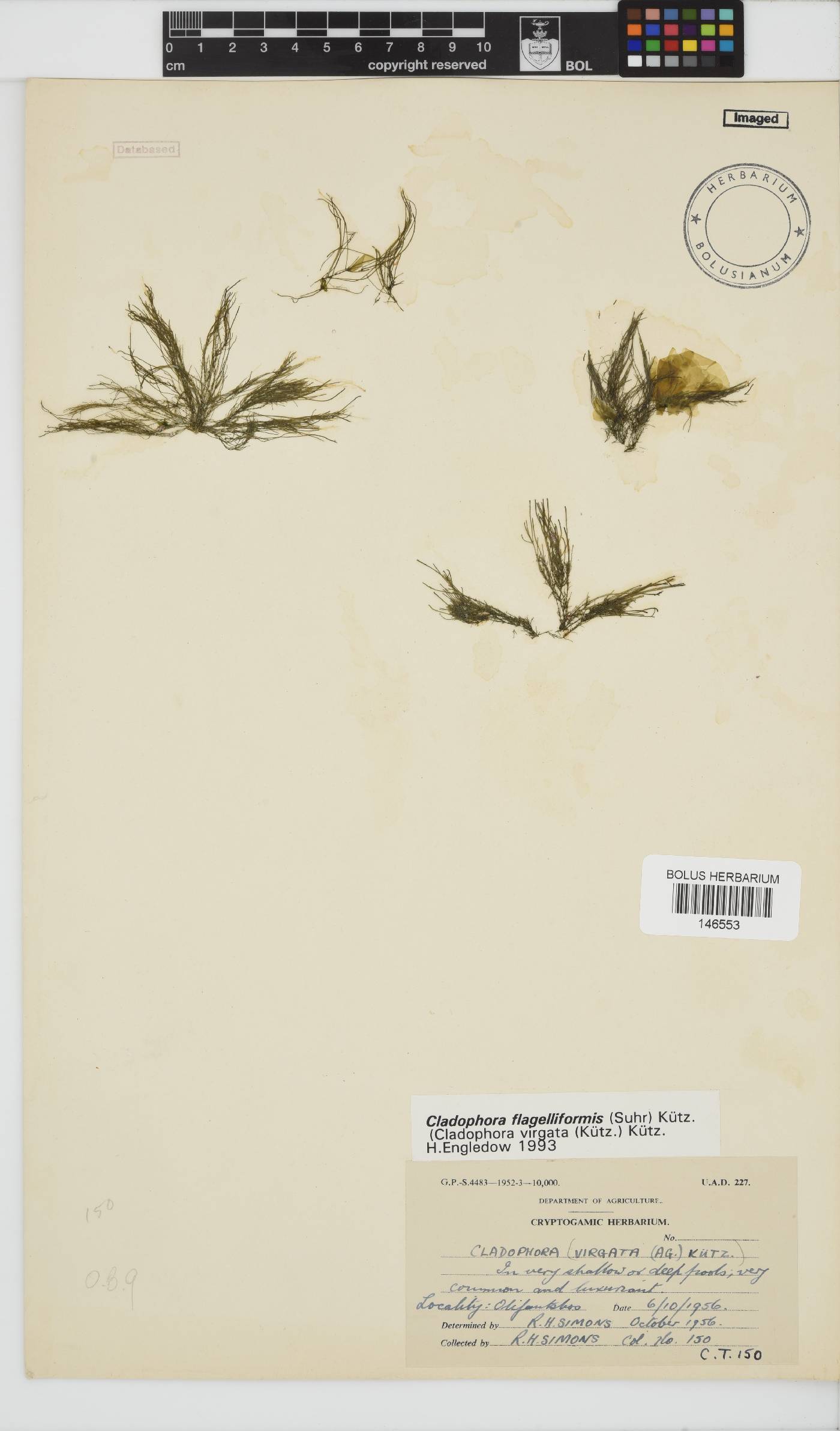 Cladophora flagelliformis image