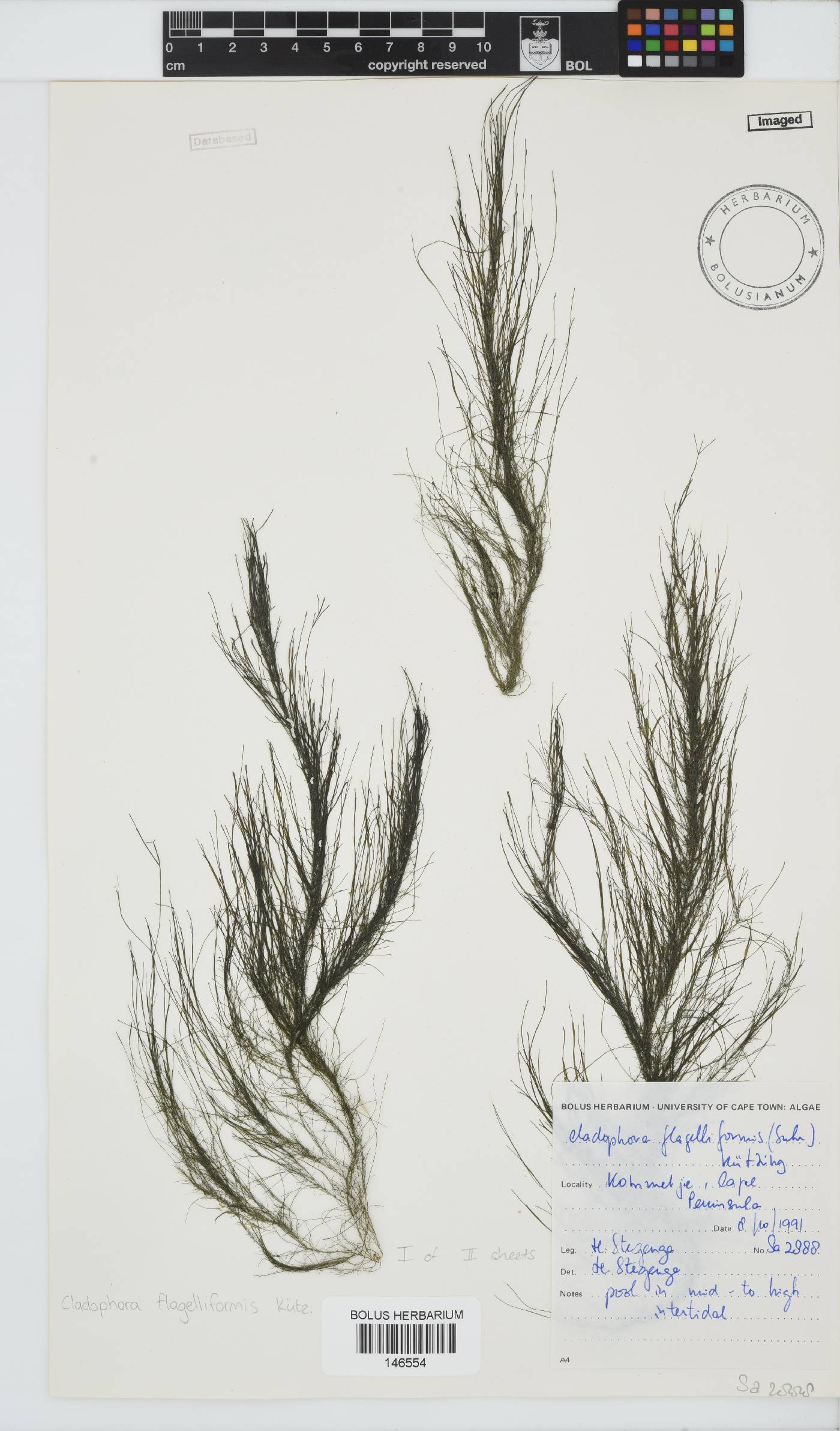 Cladophora flagelliformis image