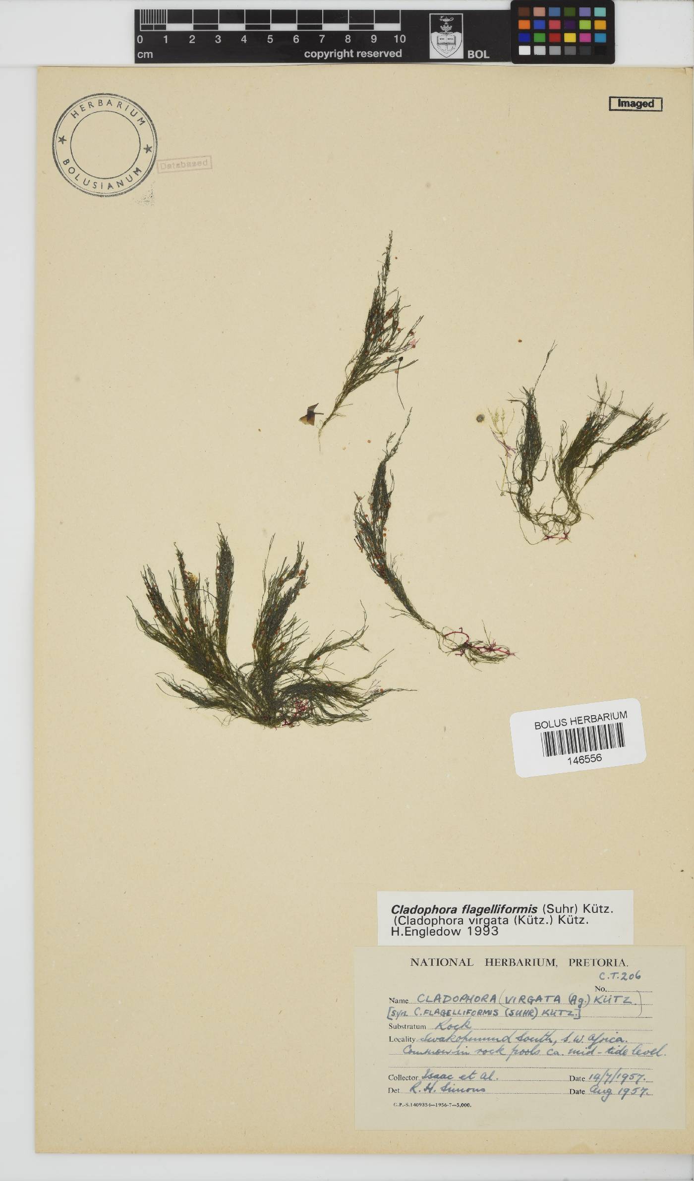 Cladophora flagelliformis image