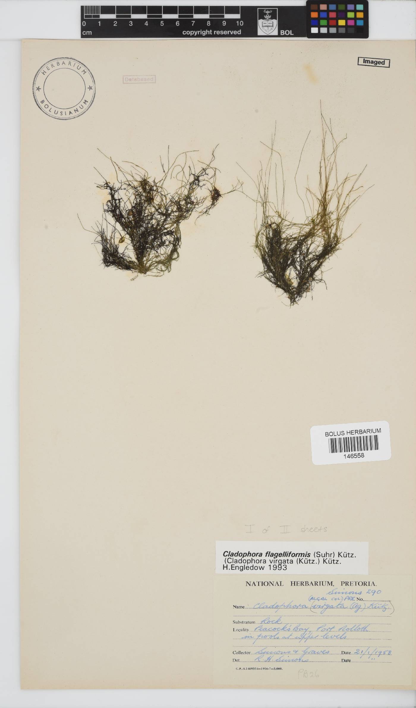 Cladophora flagelliformis image