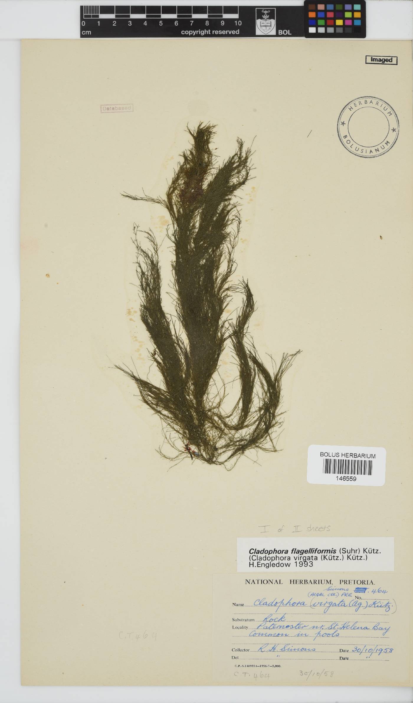 Cladophora flagelliformis image
