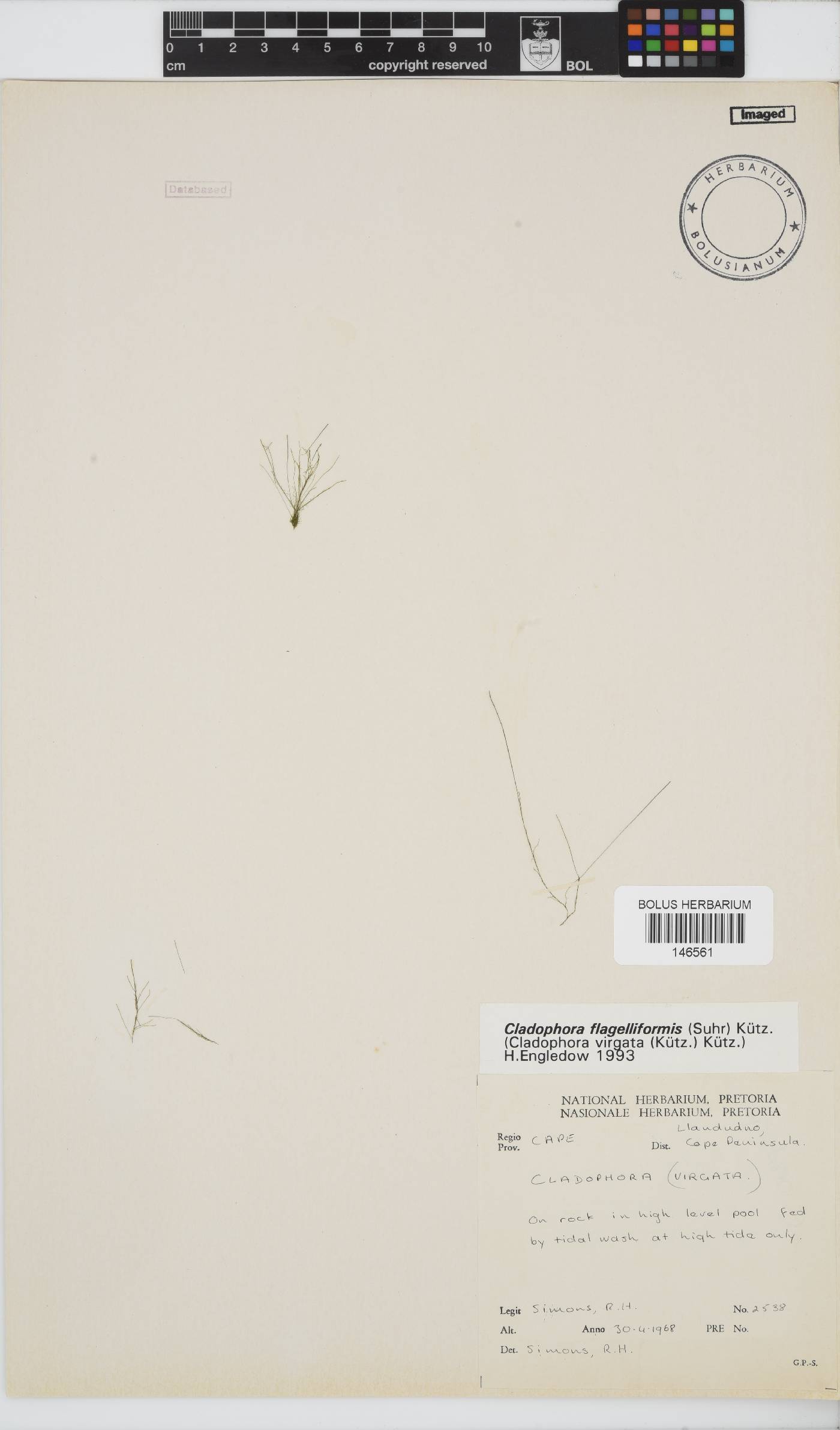Cladophora flagelliformis image