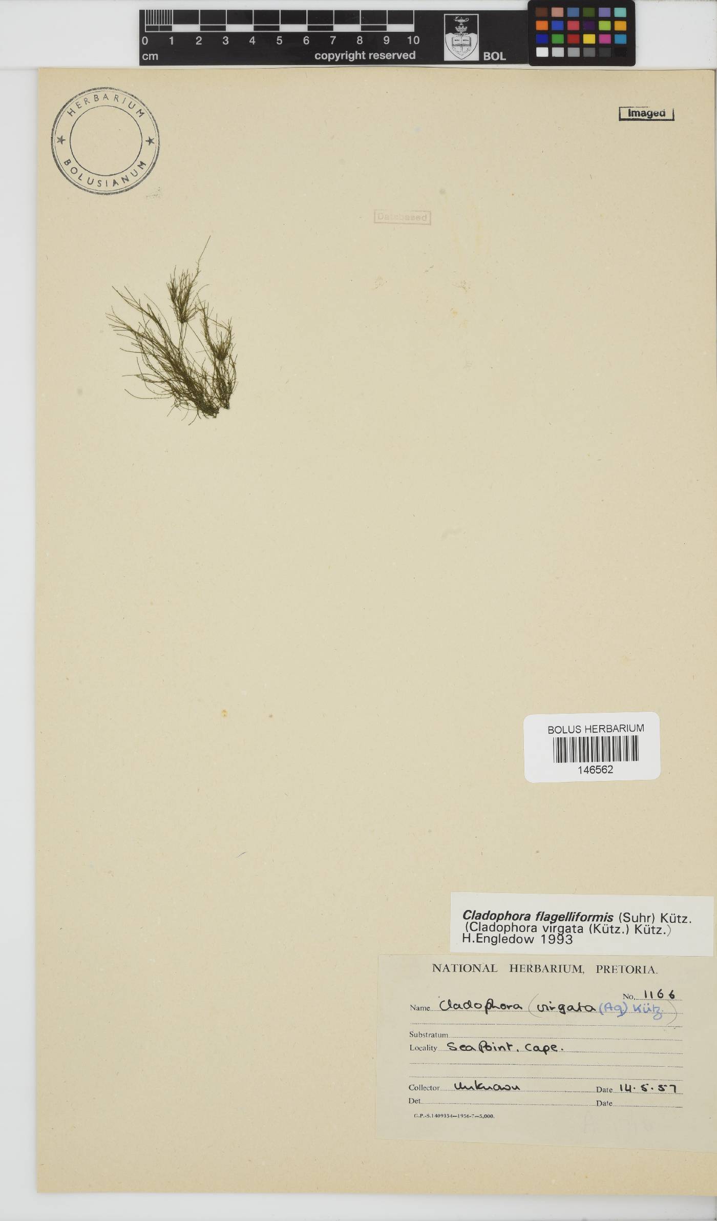 Cladophora flagelliformis image