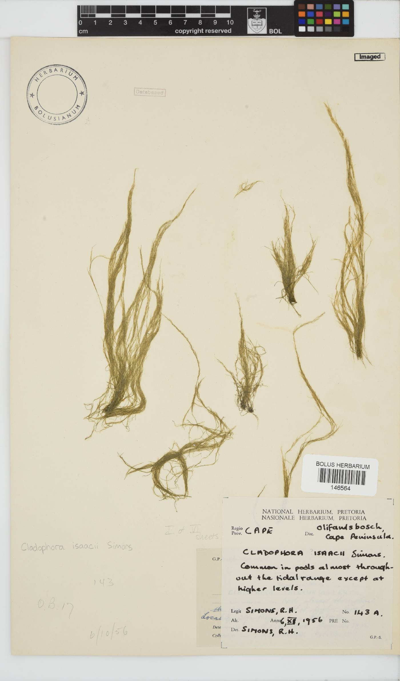 Cladophoraceae image
