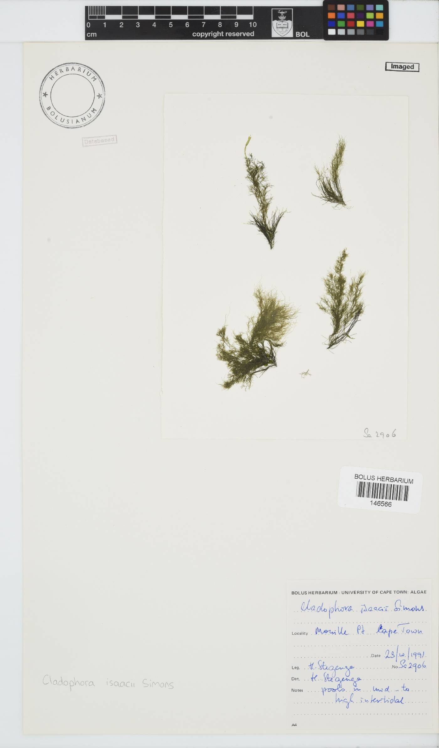 Cladophora isaacii image