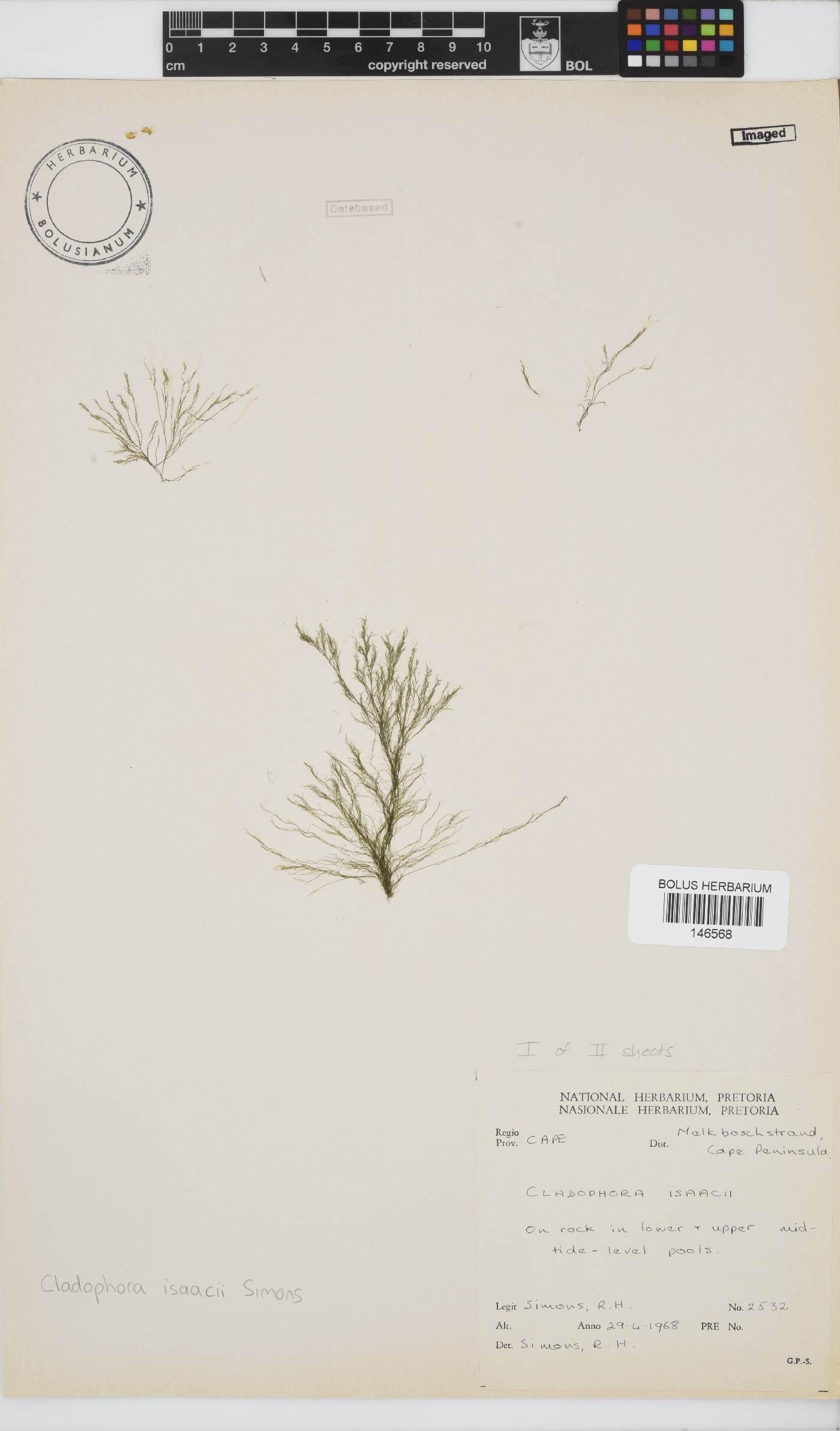 Cladophora isaacii image
