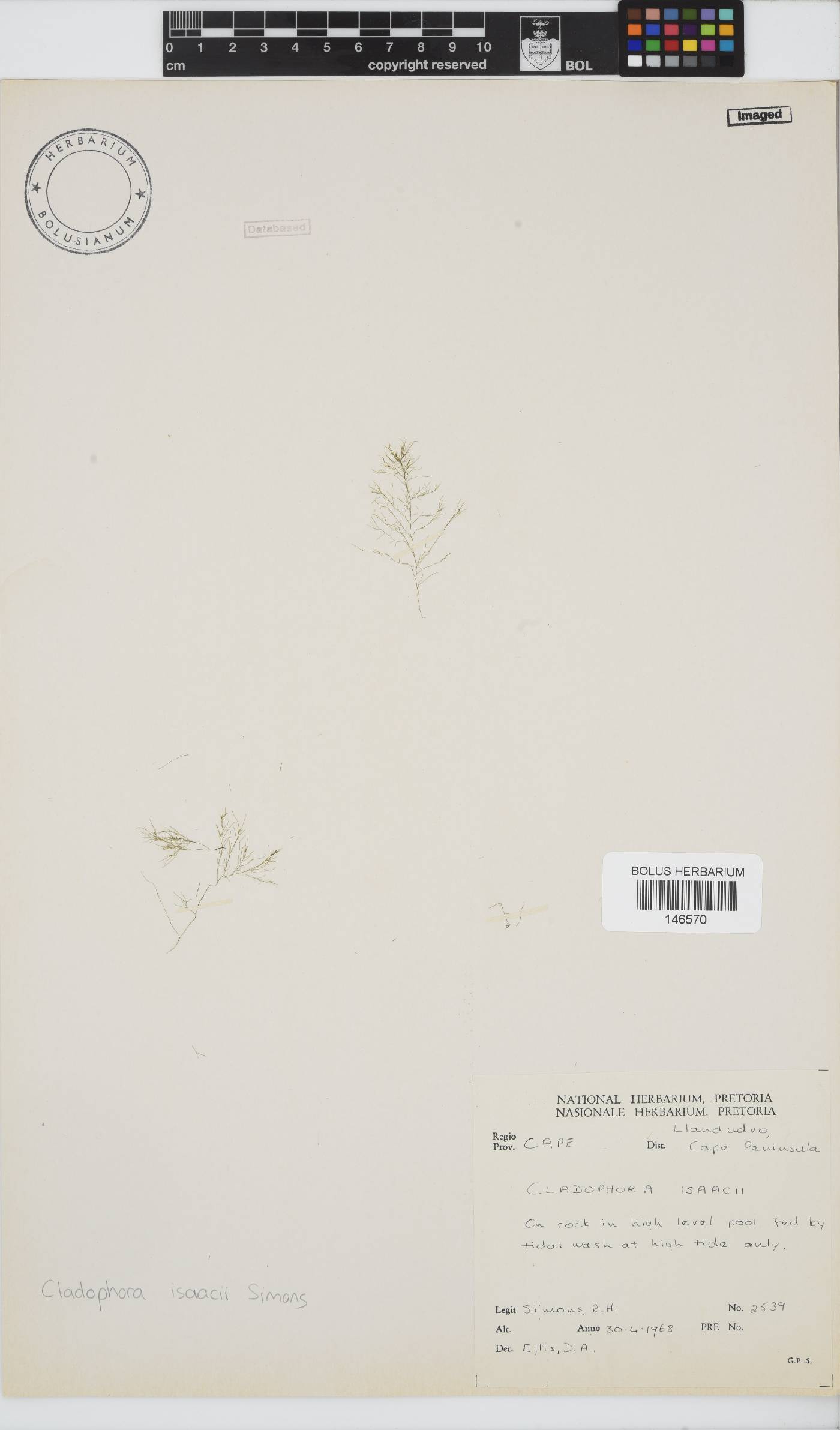 Cladophora isaacii image