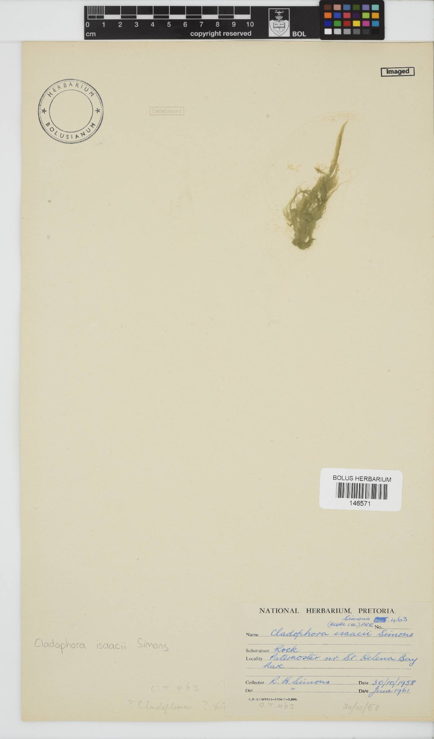 Cladophora isaacii image