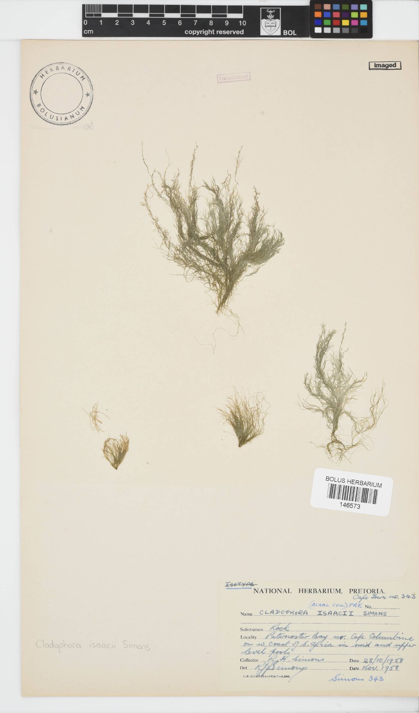 Cladophora isaacii image